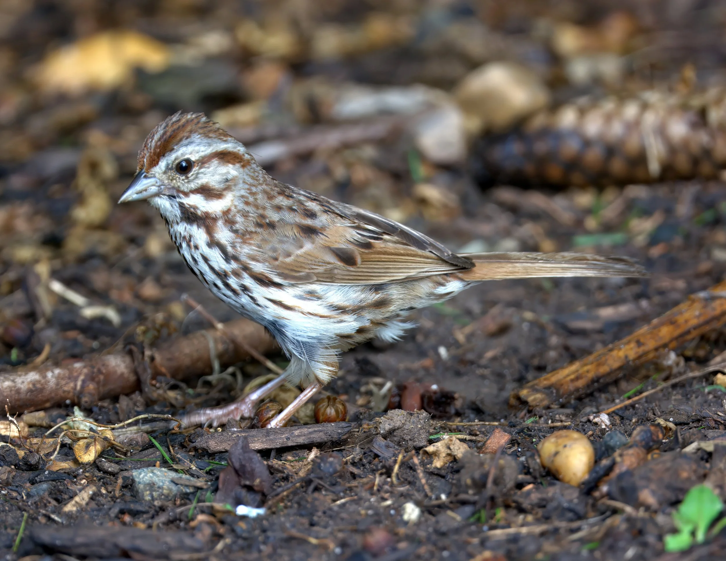 _D711353- 4.jpg
