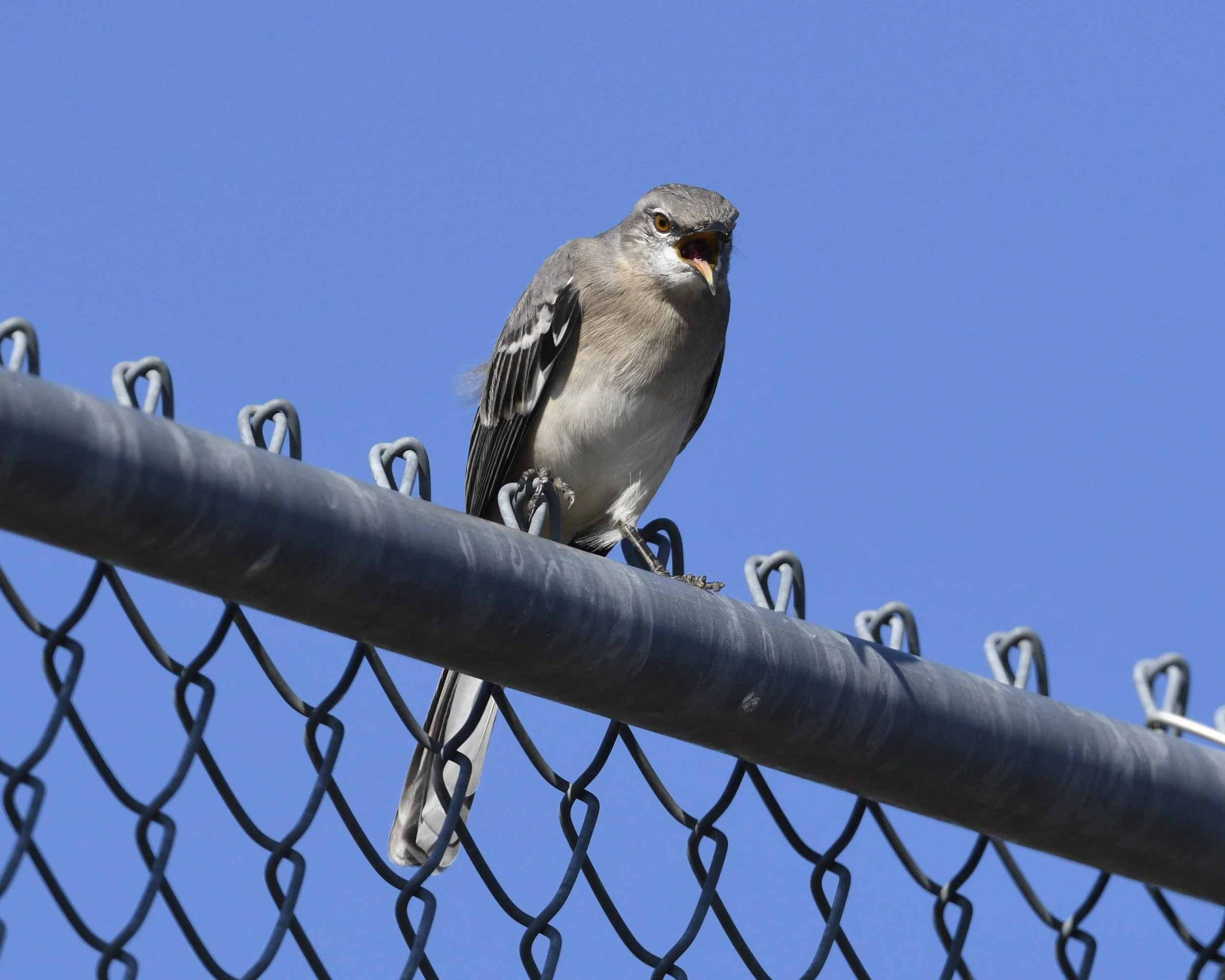Downsview