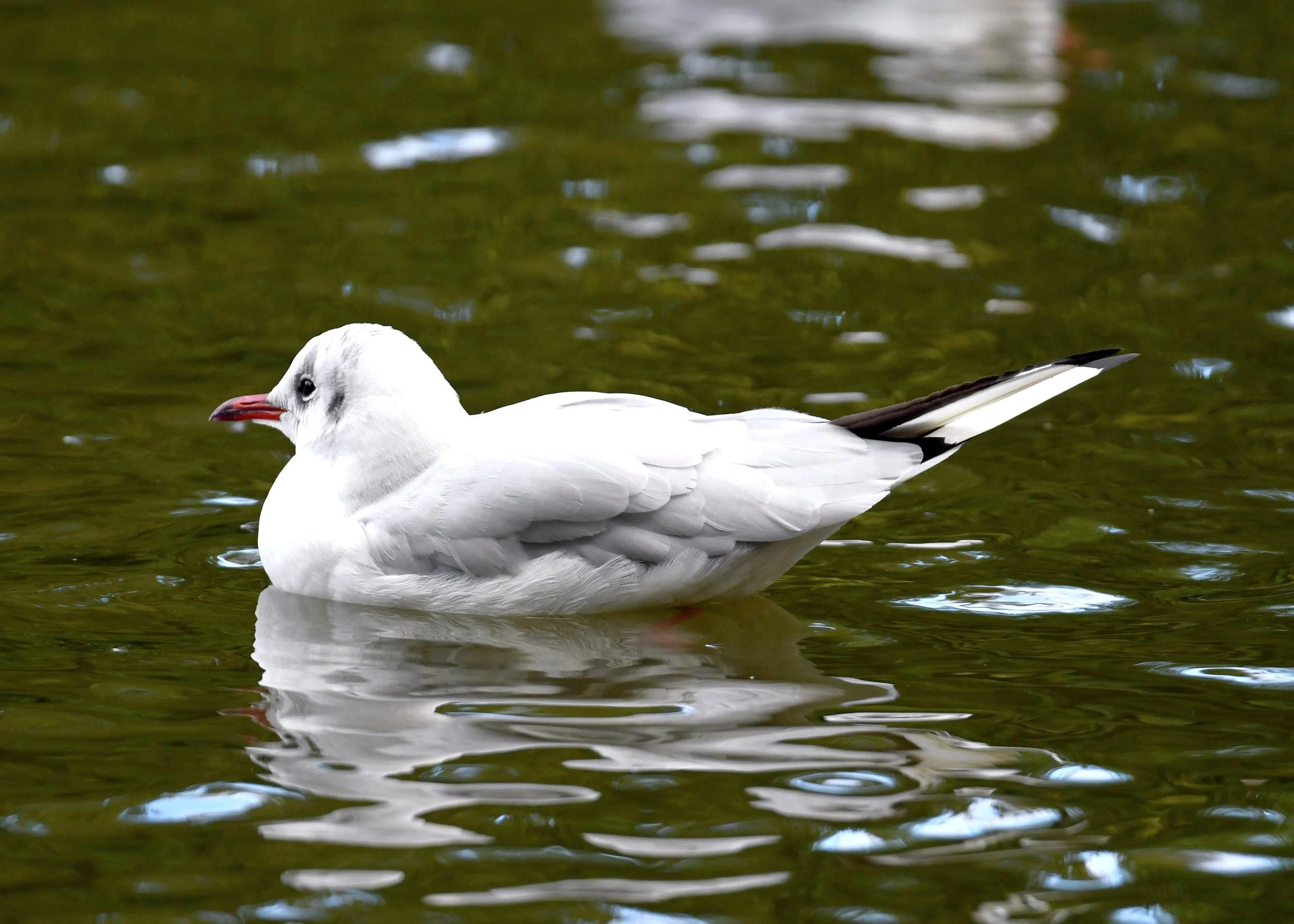 DSC_3060.jpg