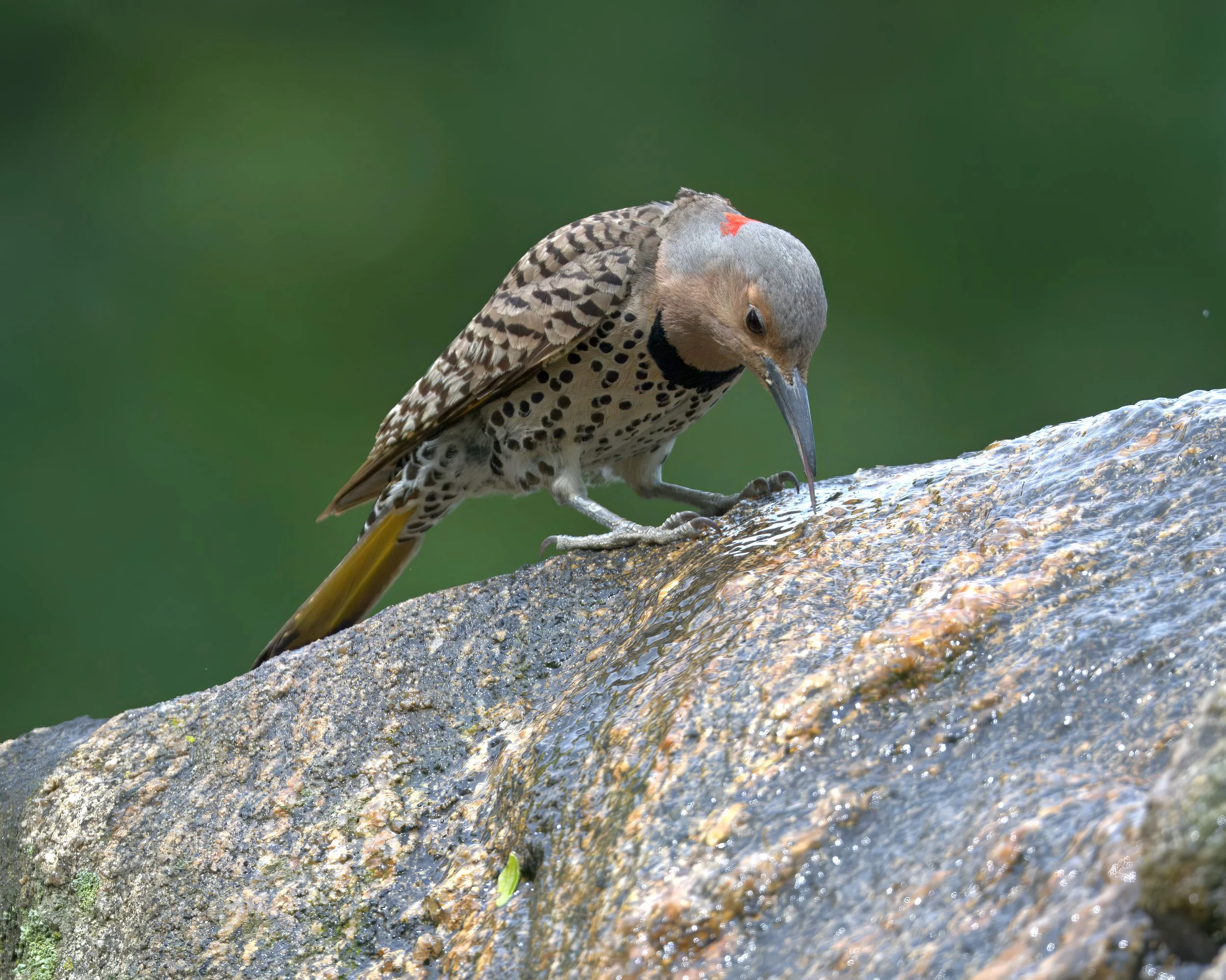 DSC_6992- 5.jpg