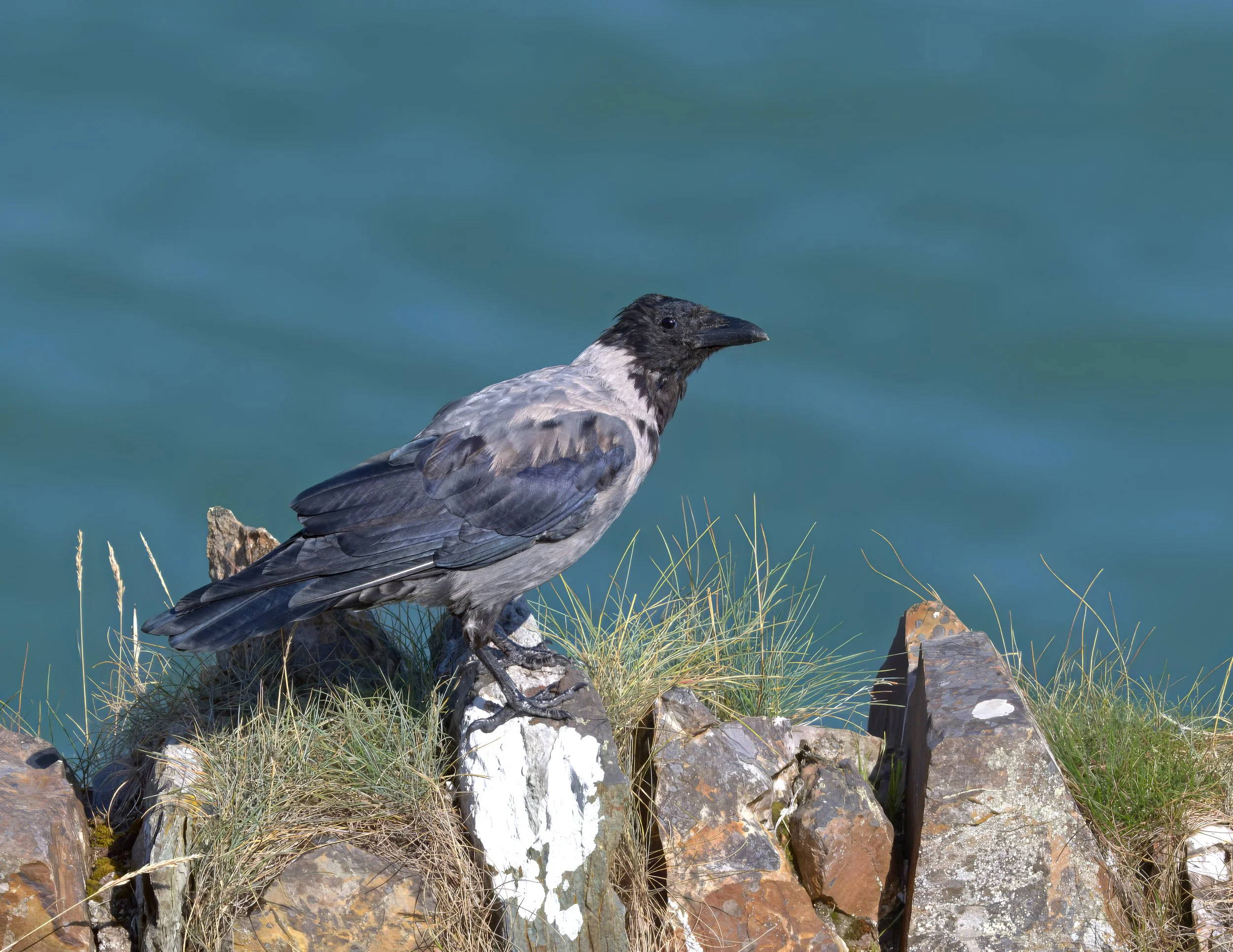 DSC_2934- 4.jpg