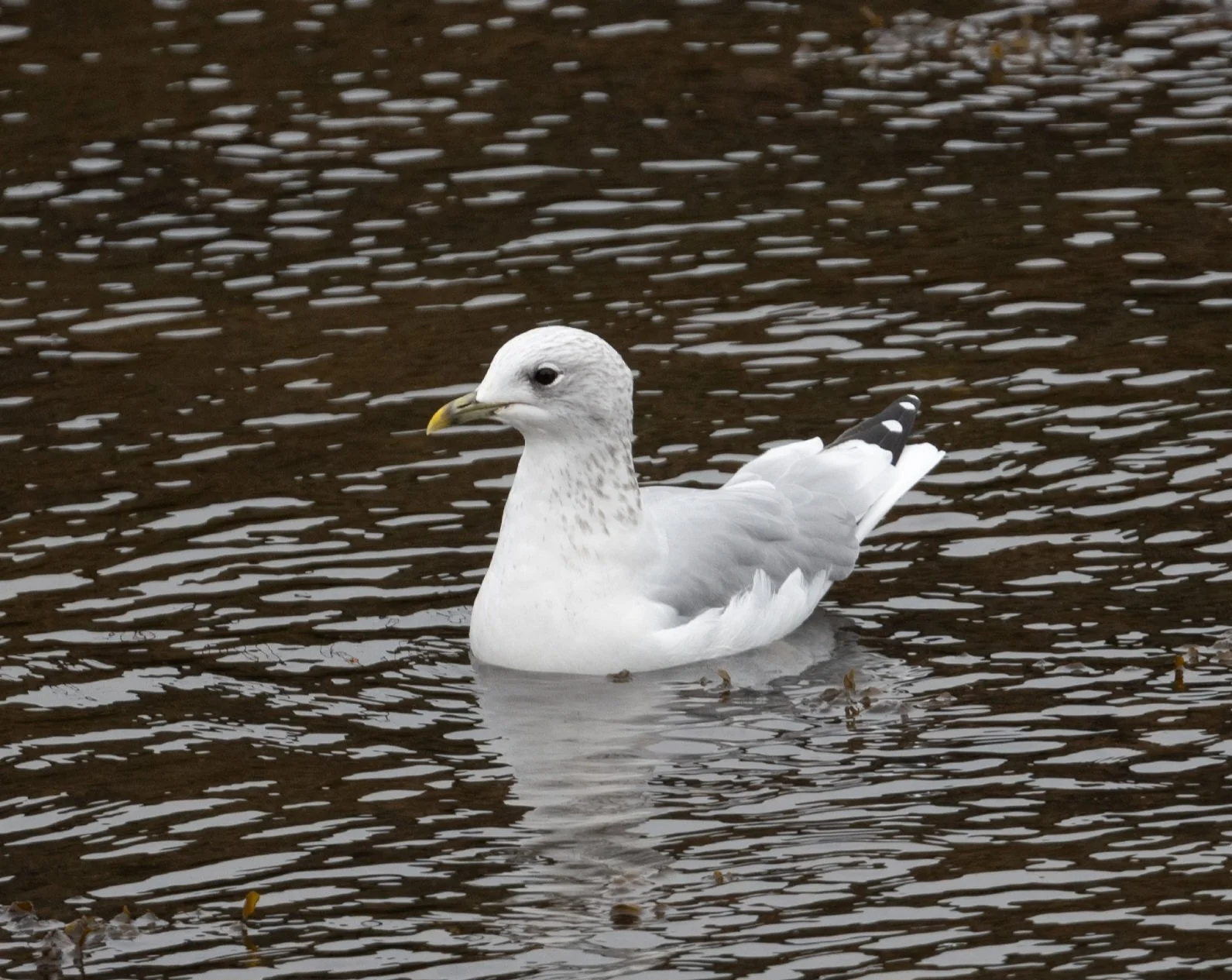 DSC_2946.jpg
