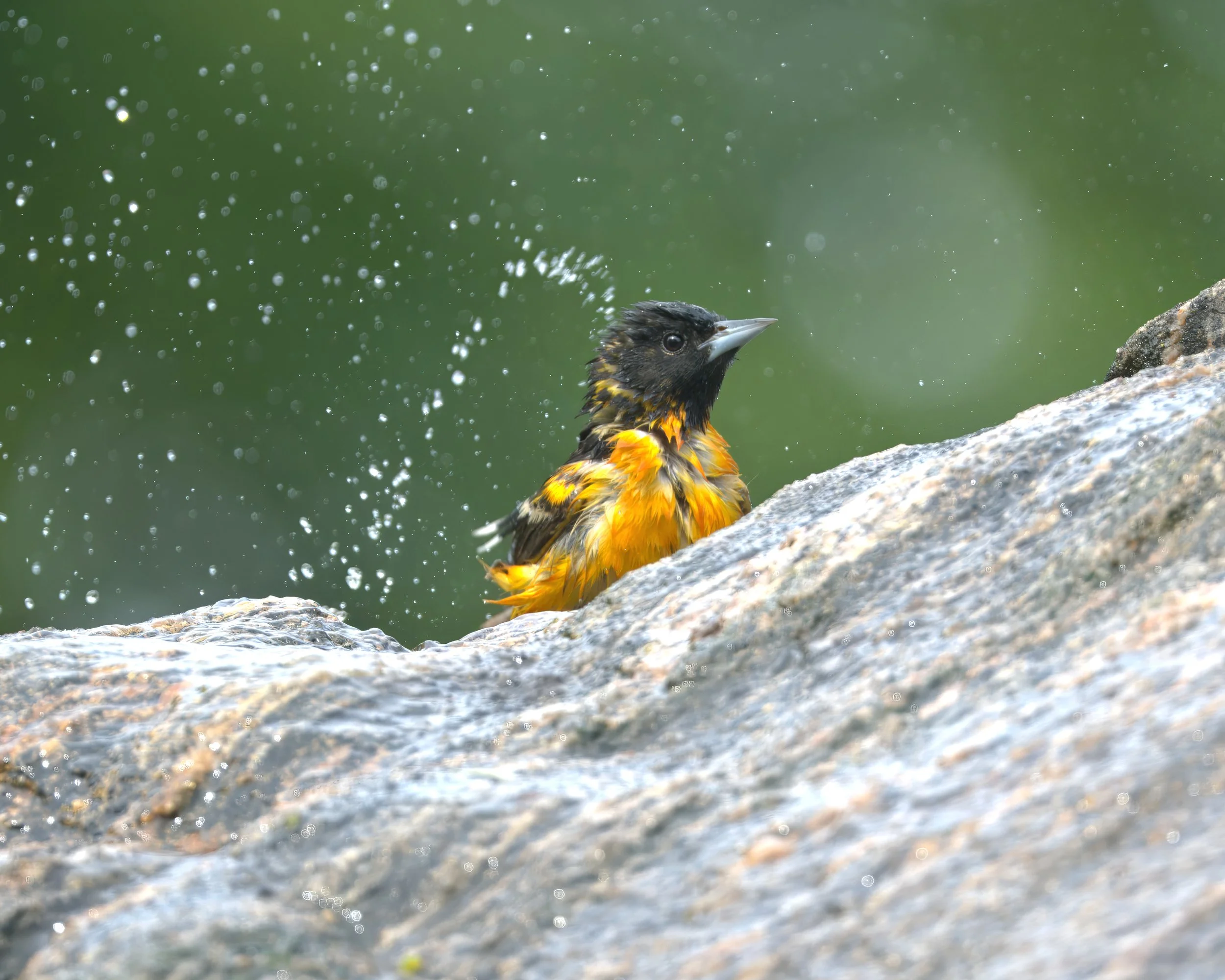 DSC_6980- 5.jpg