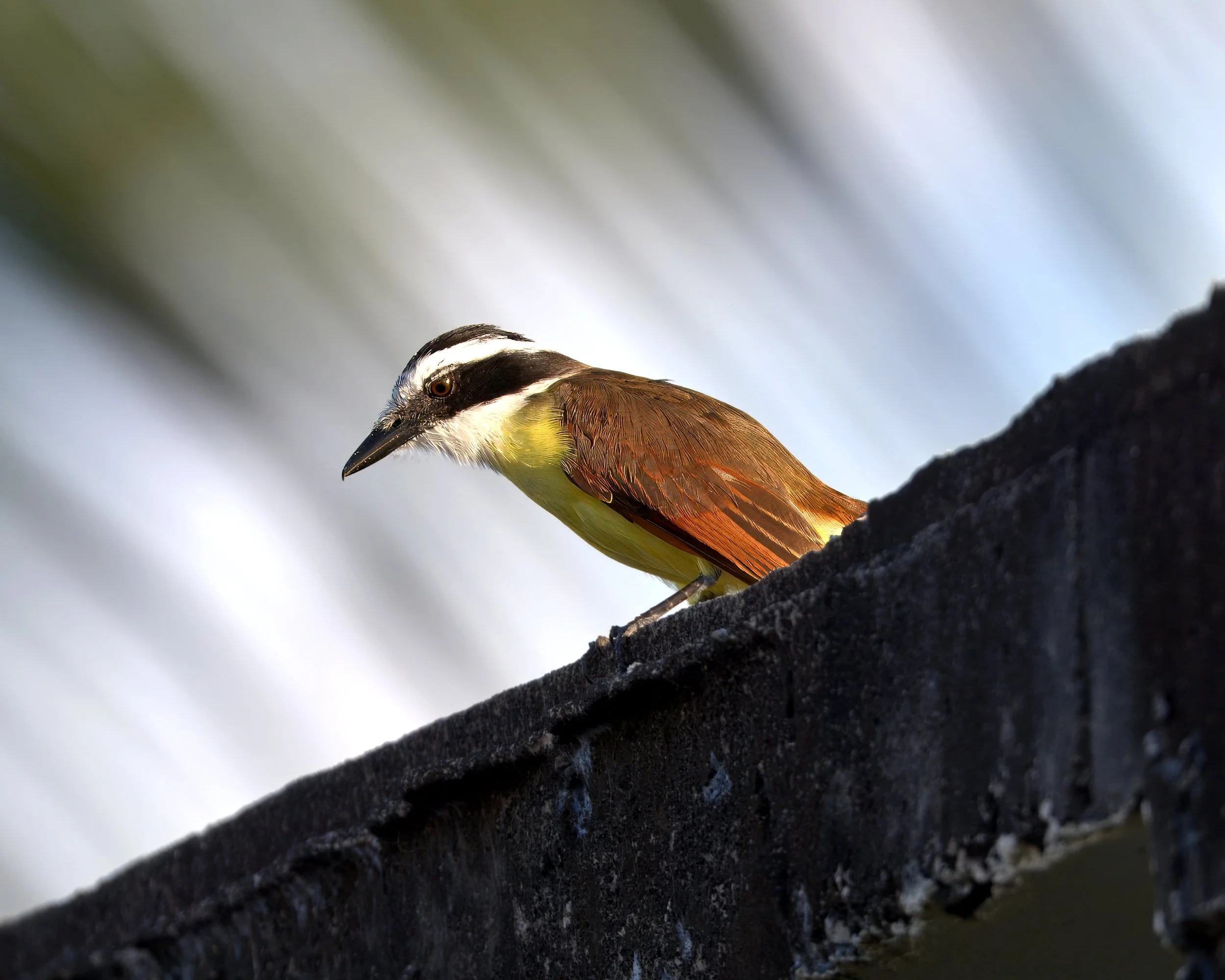 _5001836-xxxx.jpg