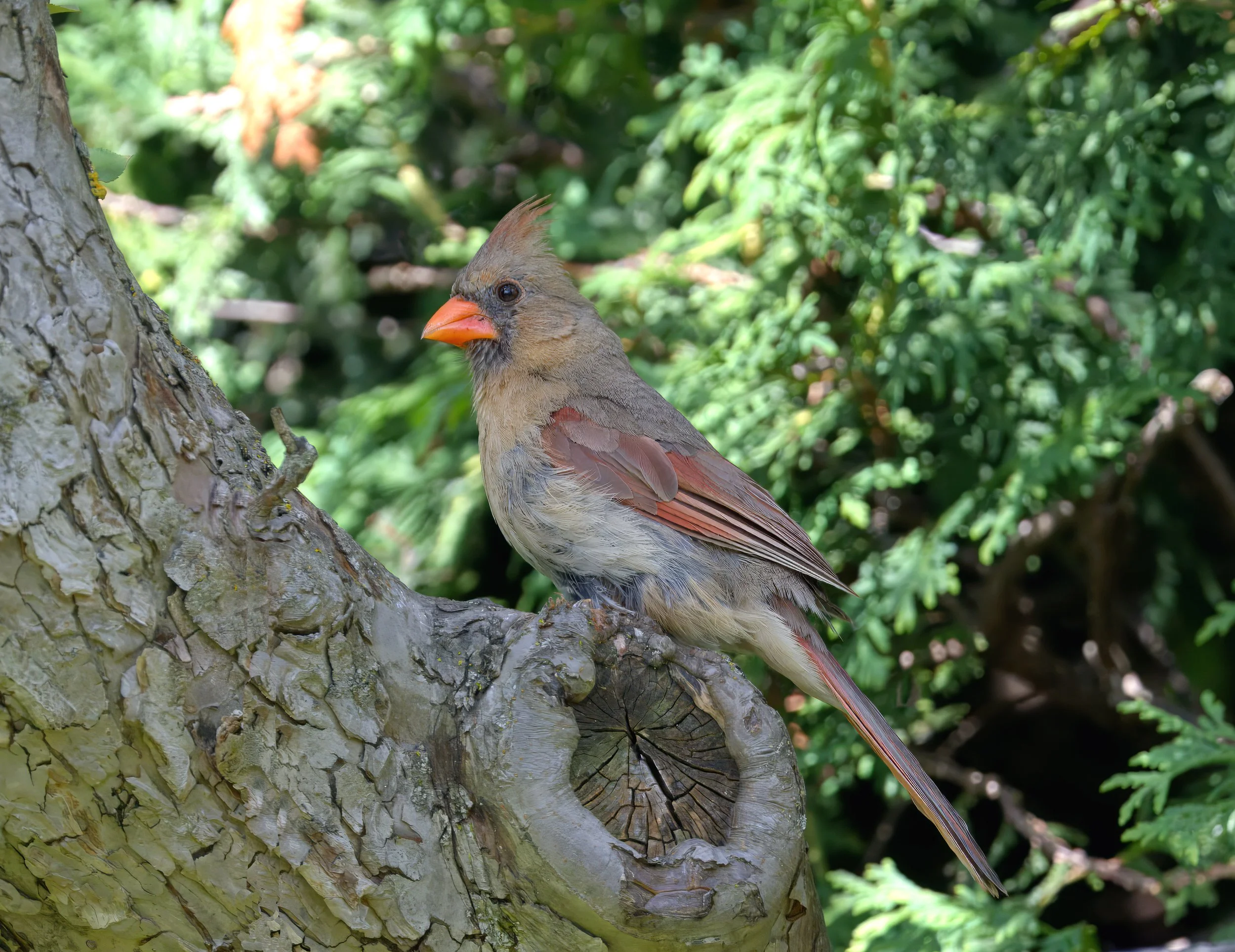 DSC_2743- 4.jpg