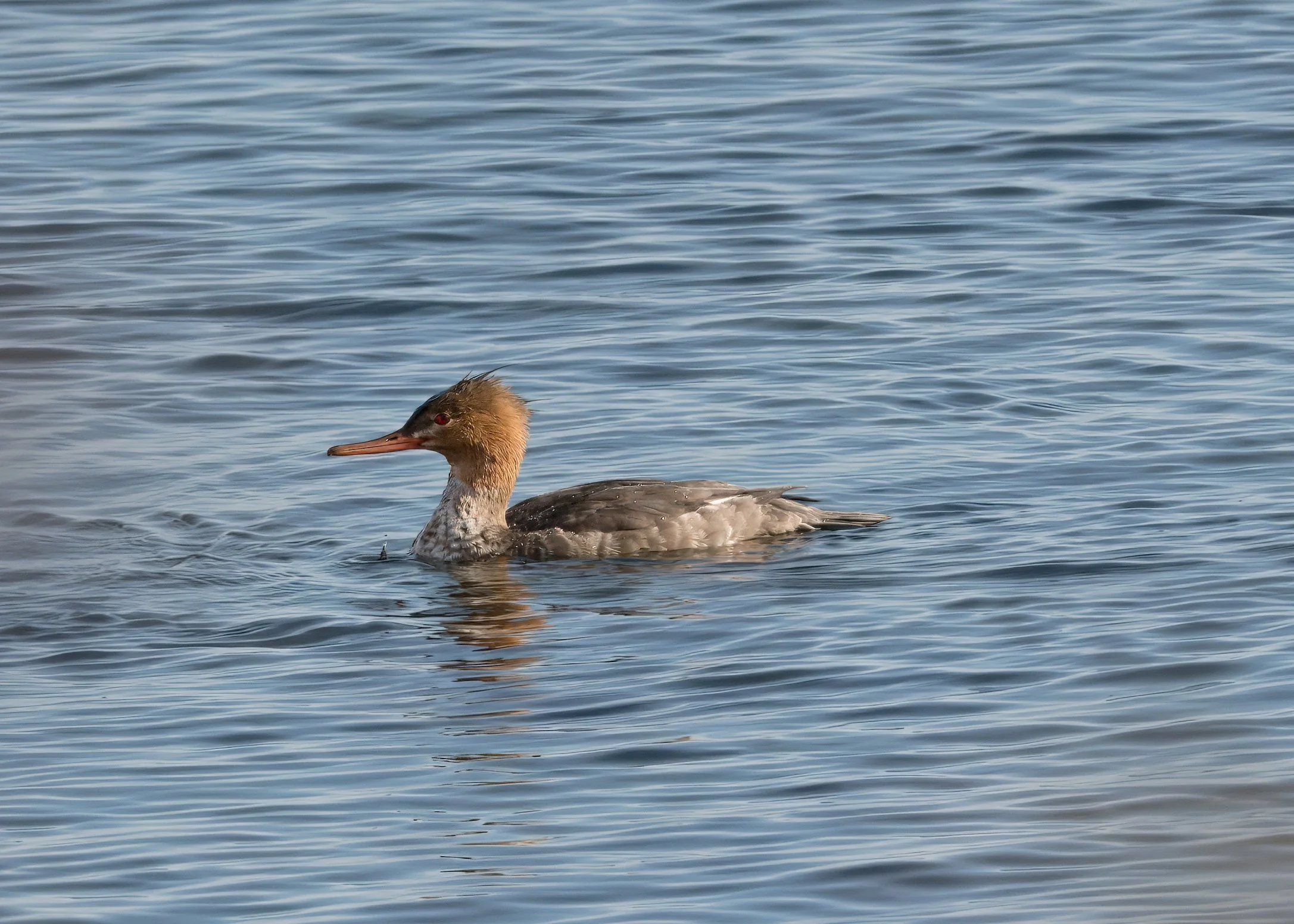 Tommy Thompson Park