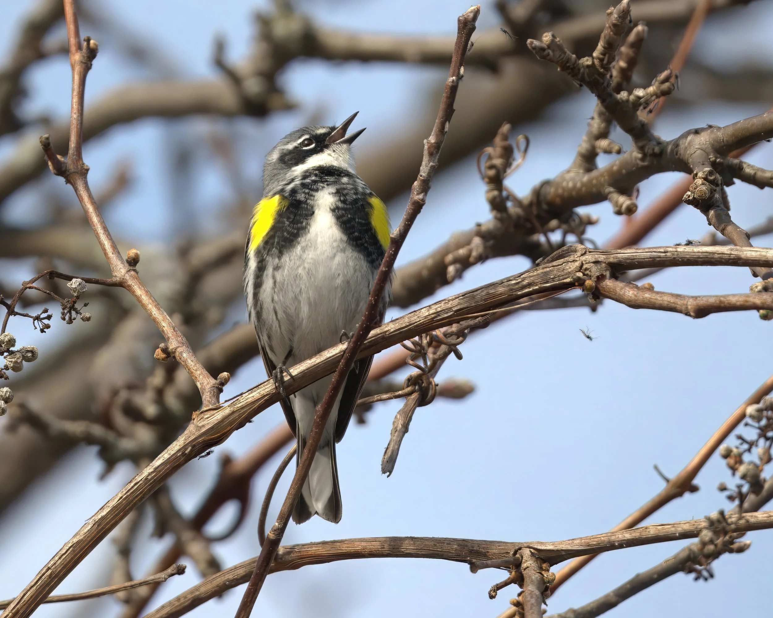 Lynde Shores