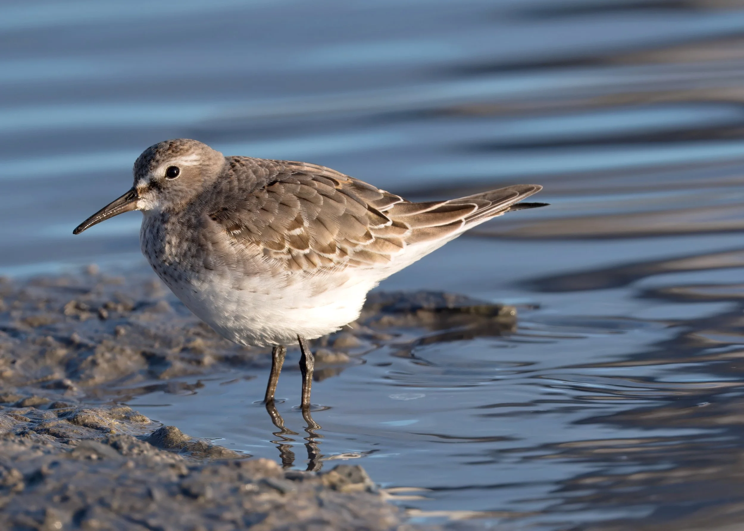 Tommy Thompson Park