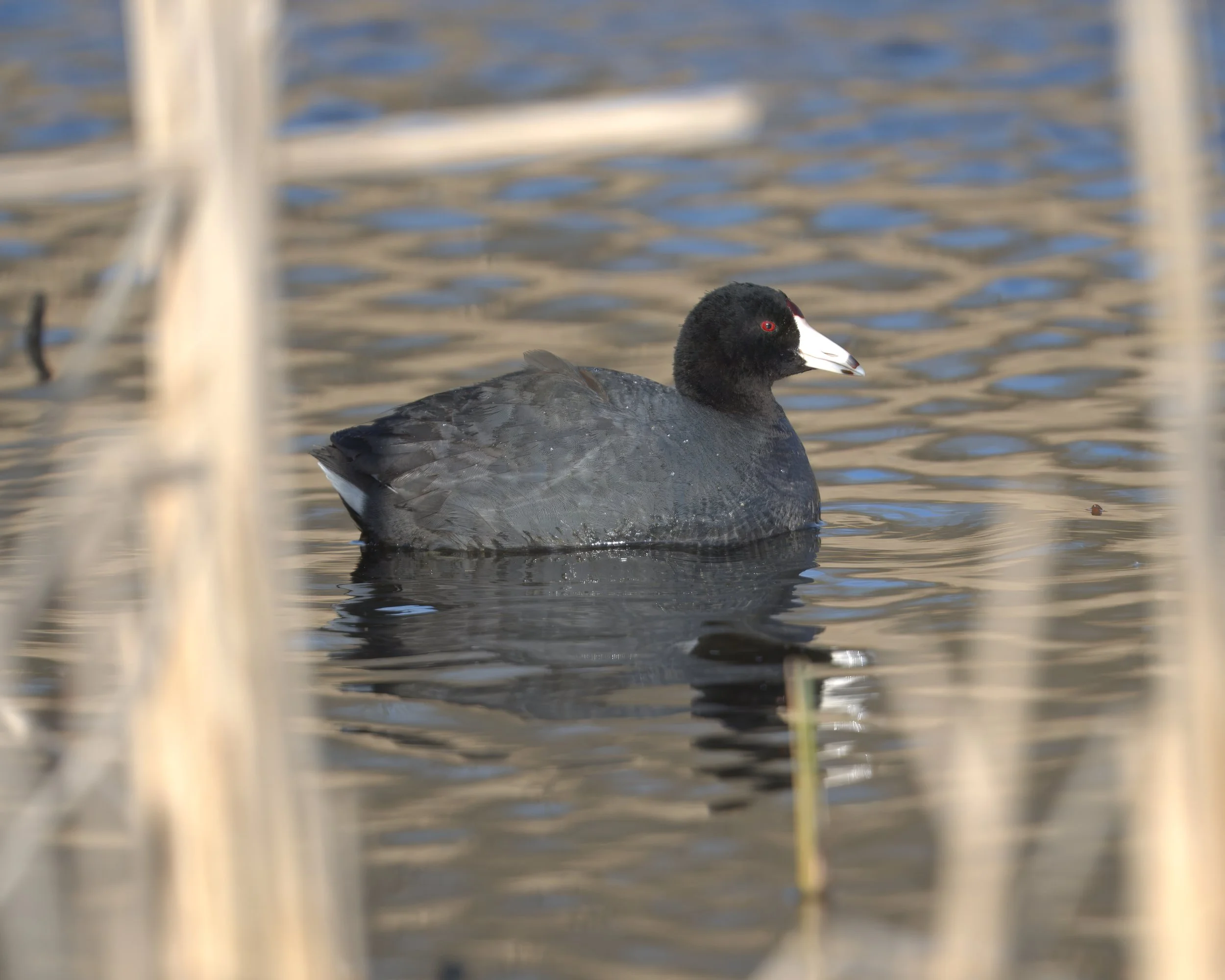 Lynde Shores