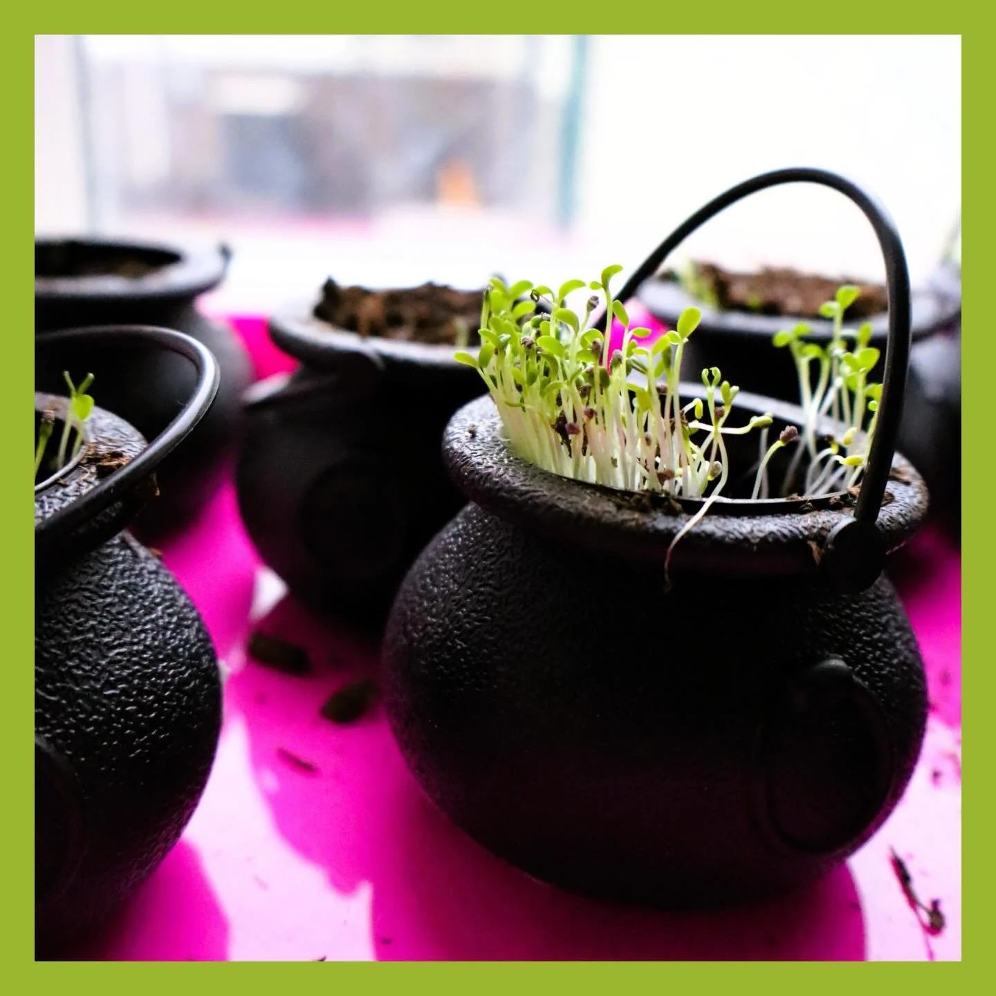 🍀 Tiny seeds today&hellip; big growth tomorrow.

Watching these little sprouts come up this week felt pretty fitting for St. Patrick&rsquo;s Day. At Soaring Learners we spend a lot of time planting seeds&hellip; curiosity, confidence, kindness, and 