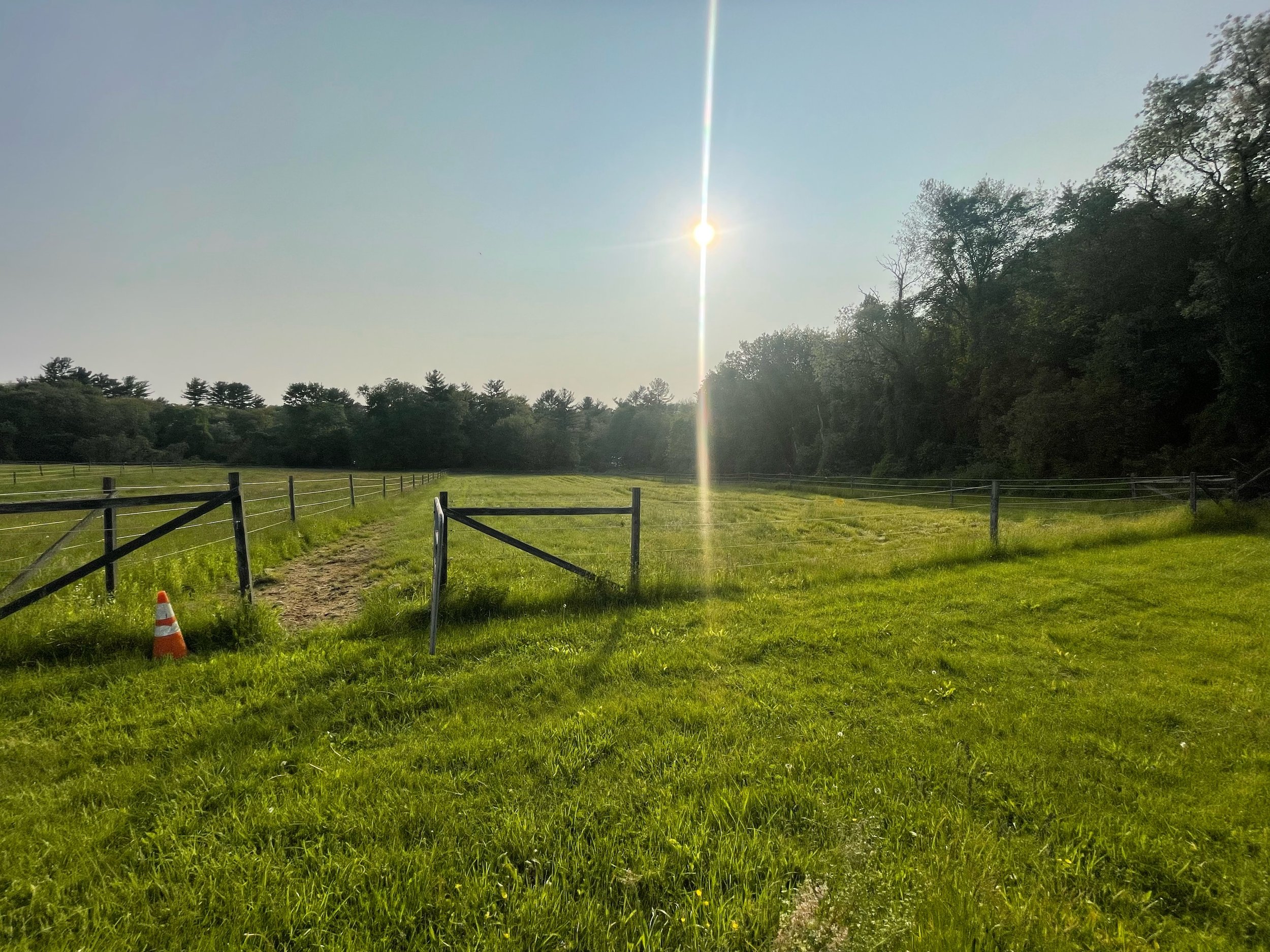 Grass pasture 2.jpeg