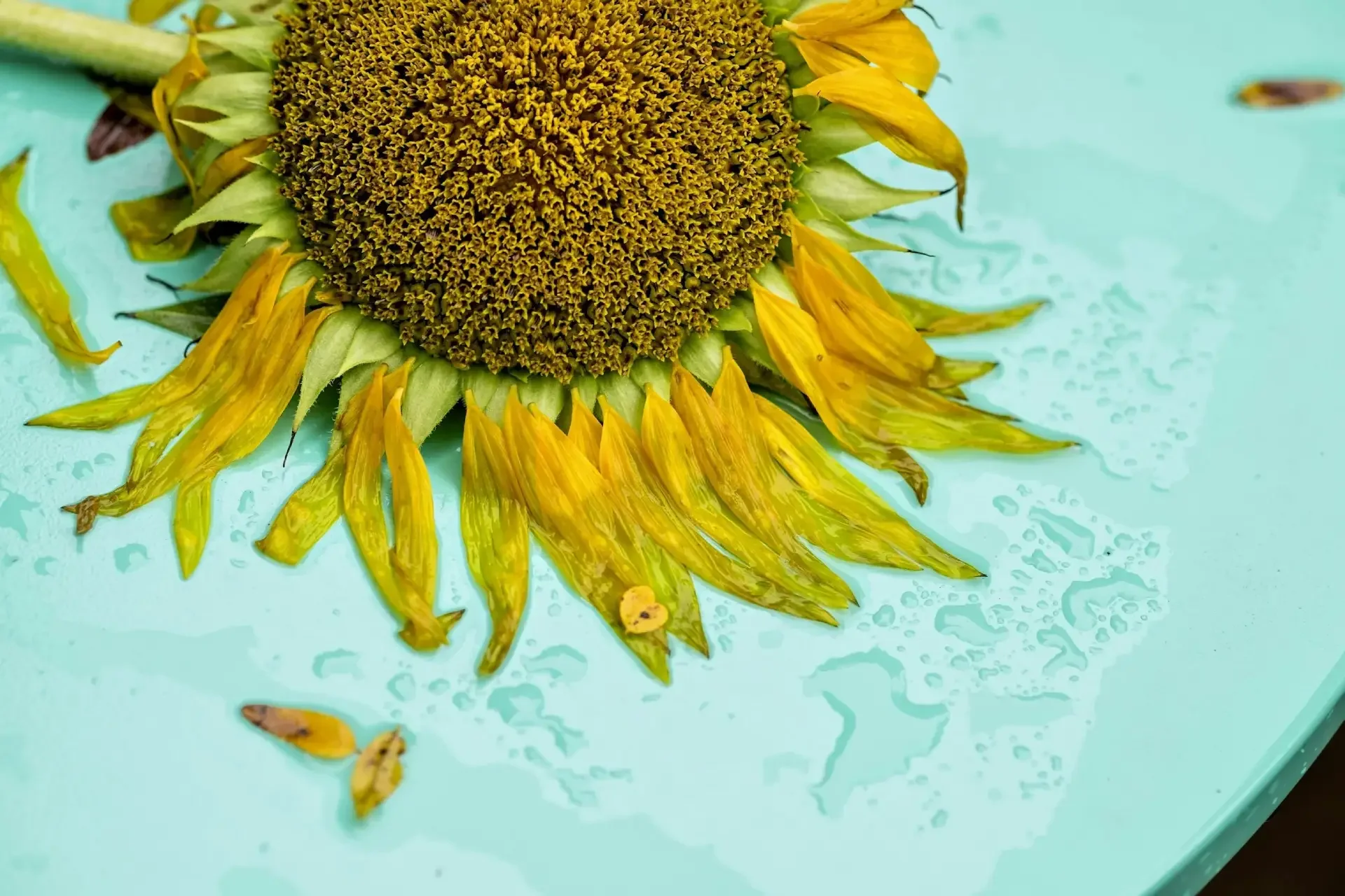 A sunflower with yellow petals floating on water with some fallen petals around it.