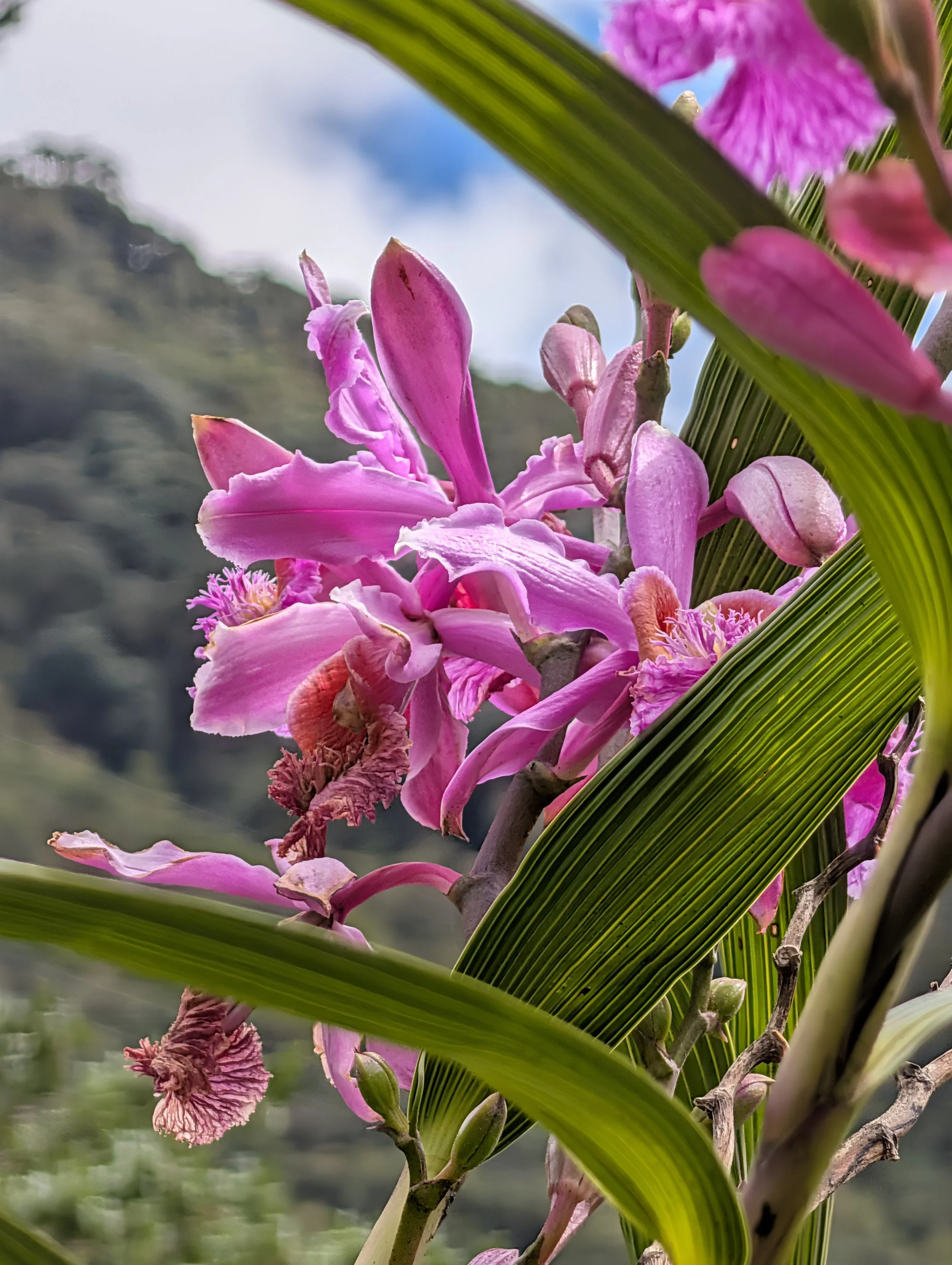 Orchid