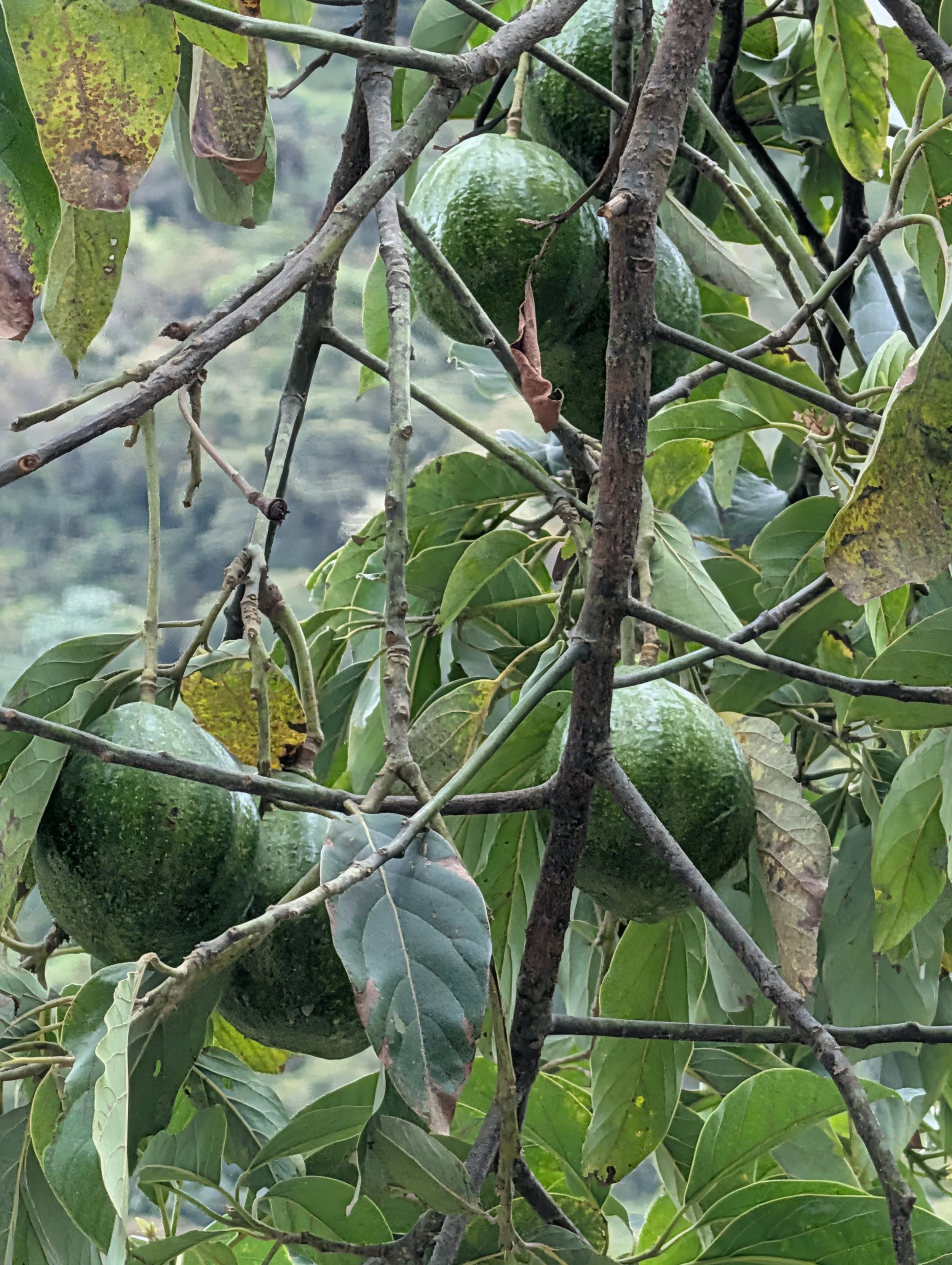 Avocados
