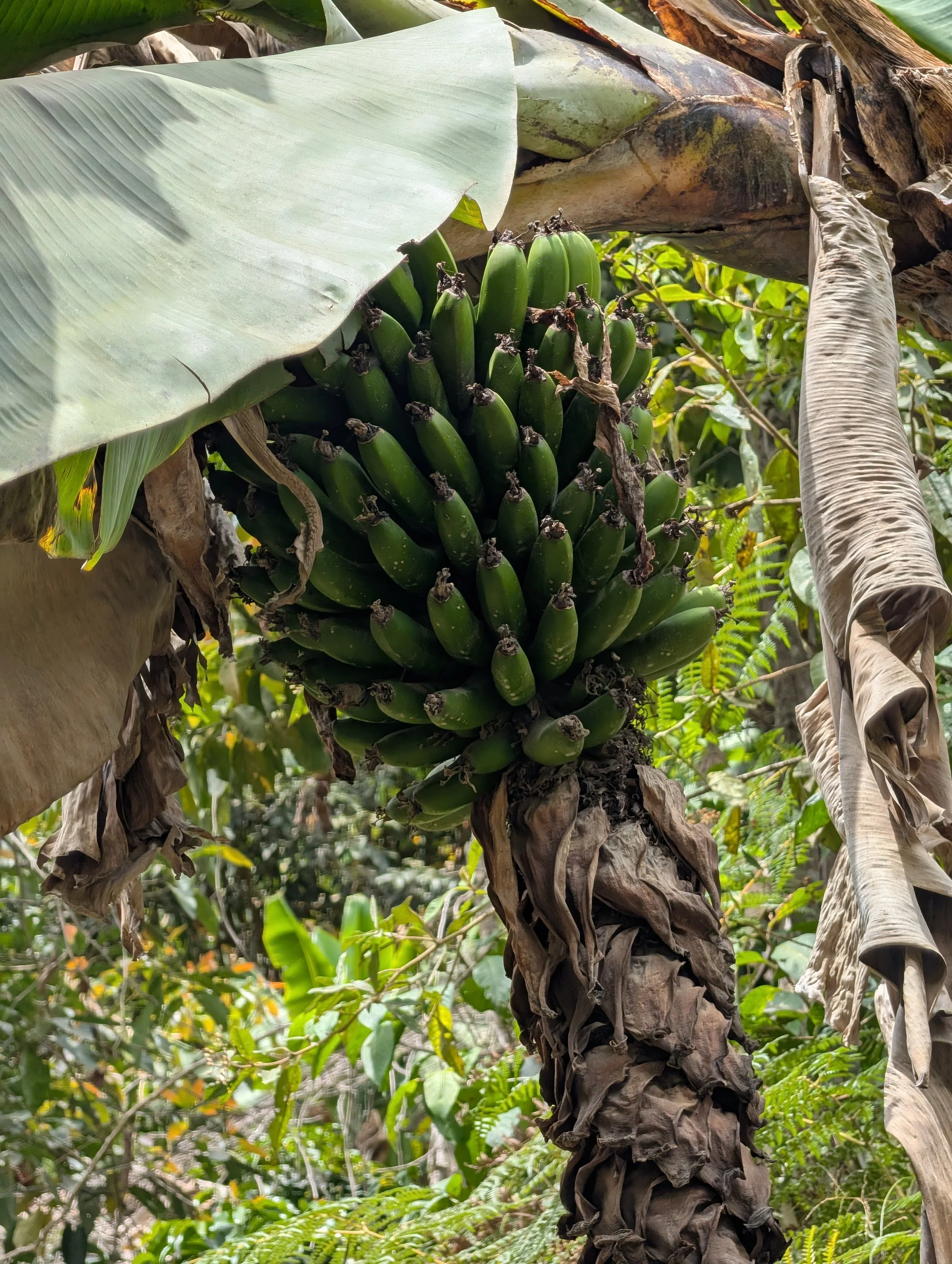 Bananas