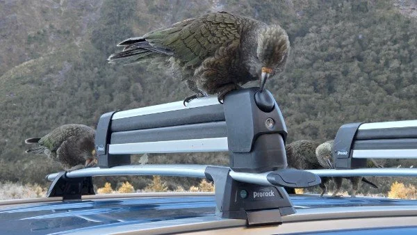 He actually opened our ski rack!