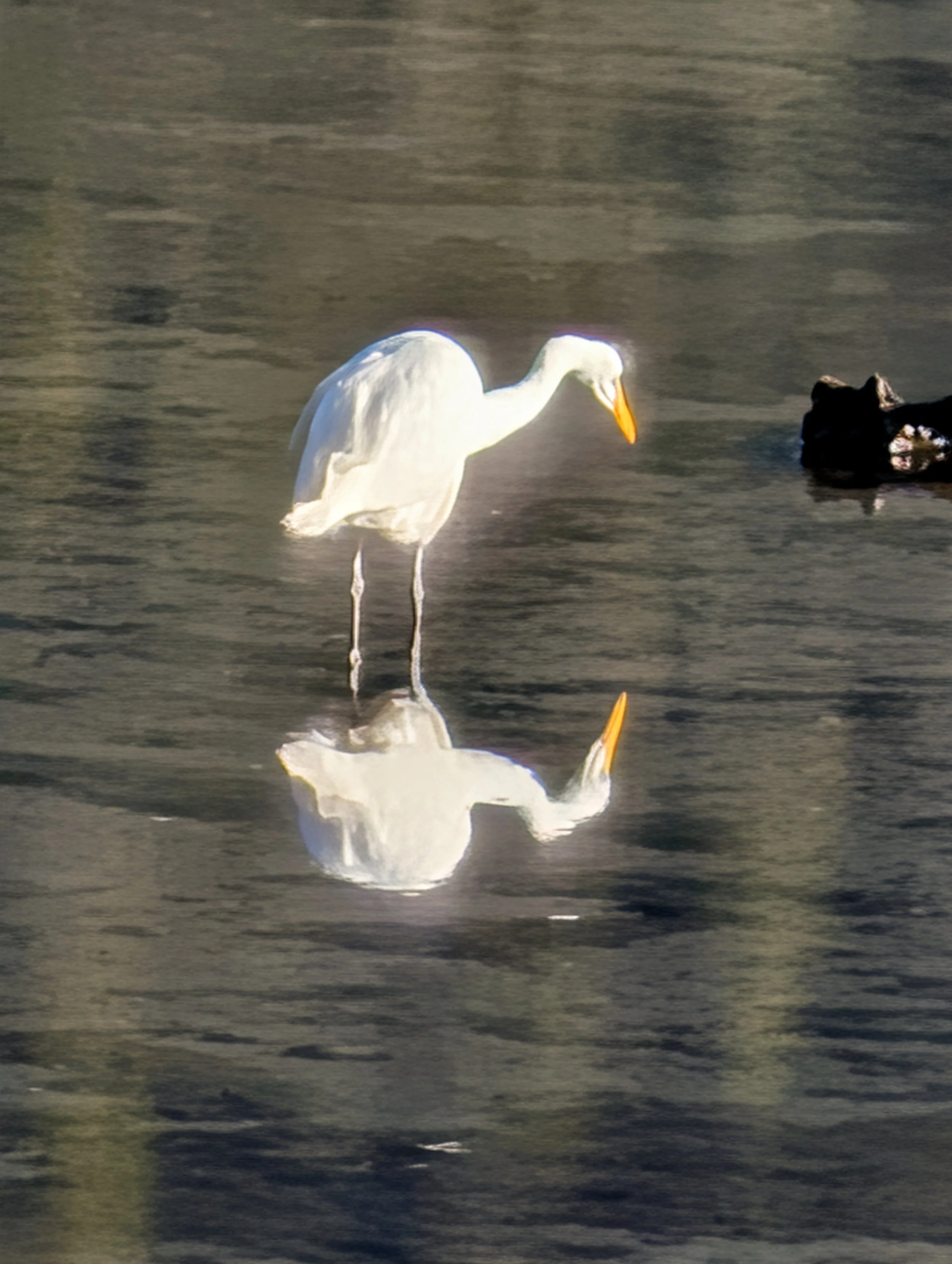 PXL_20260711_024604424.BURST-01.jpg