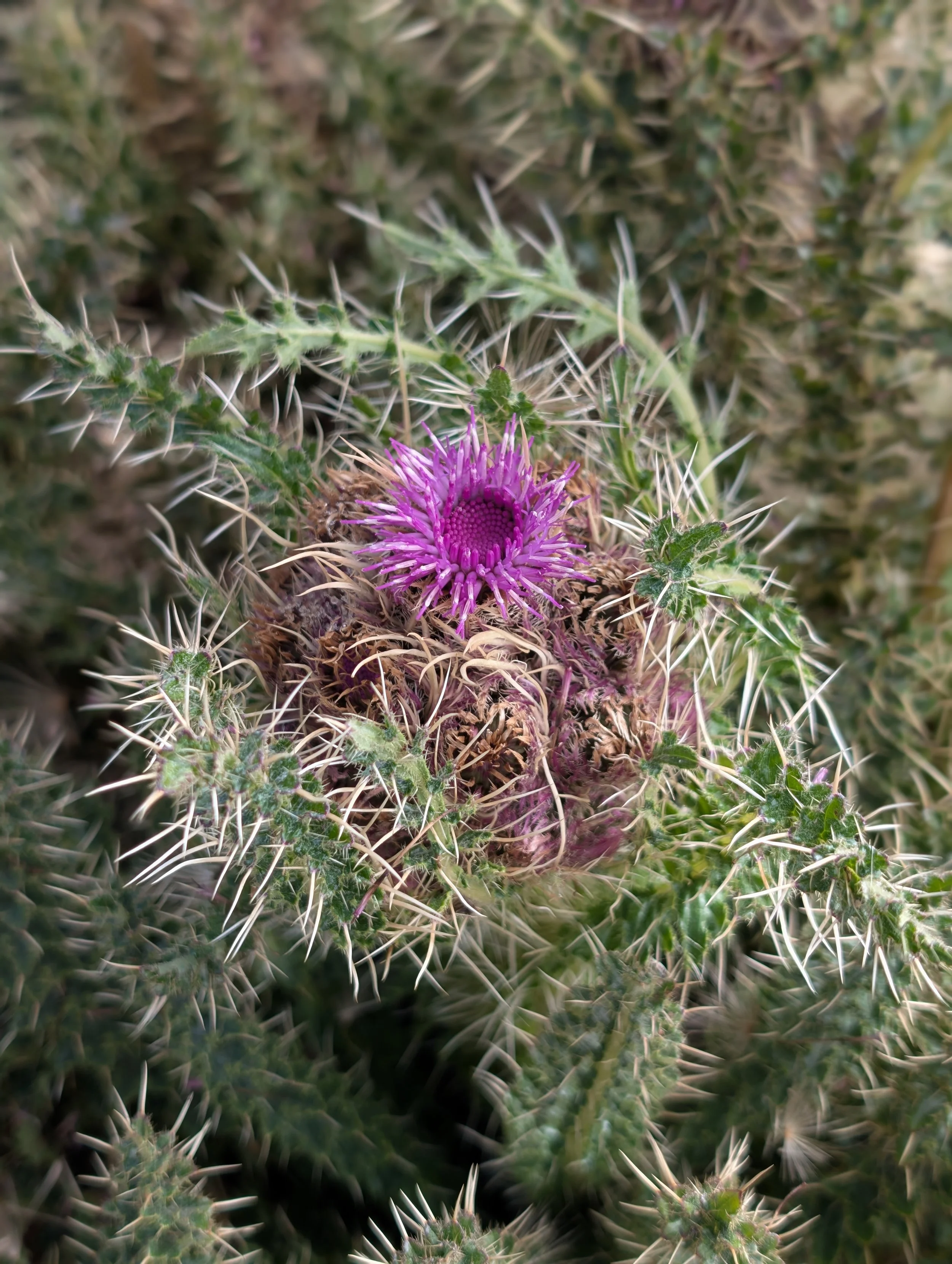 Thistle