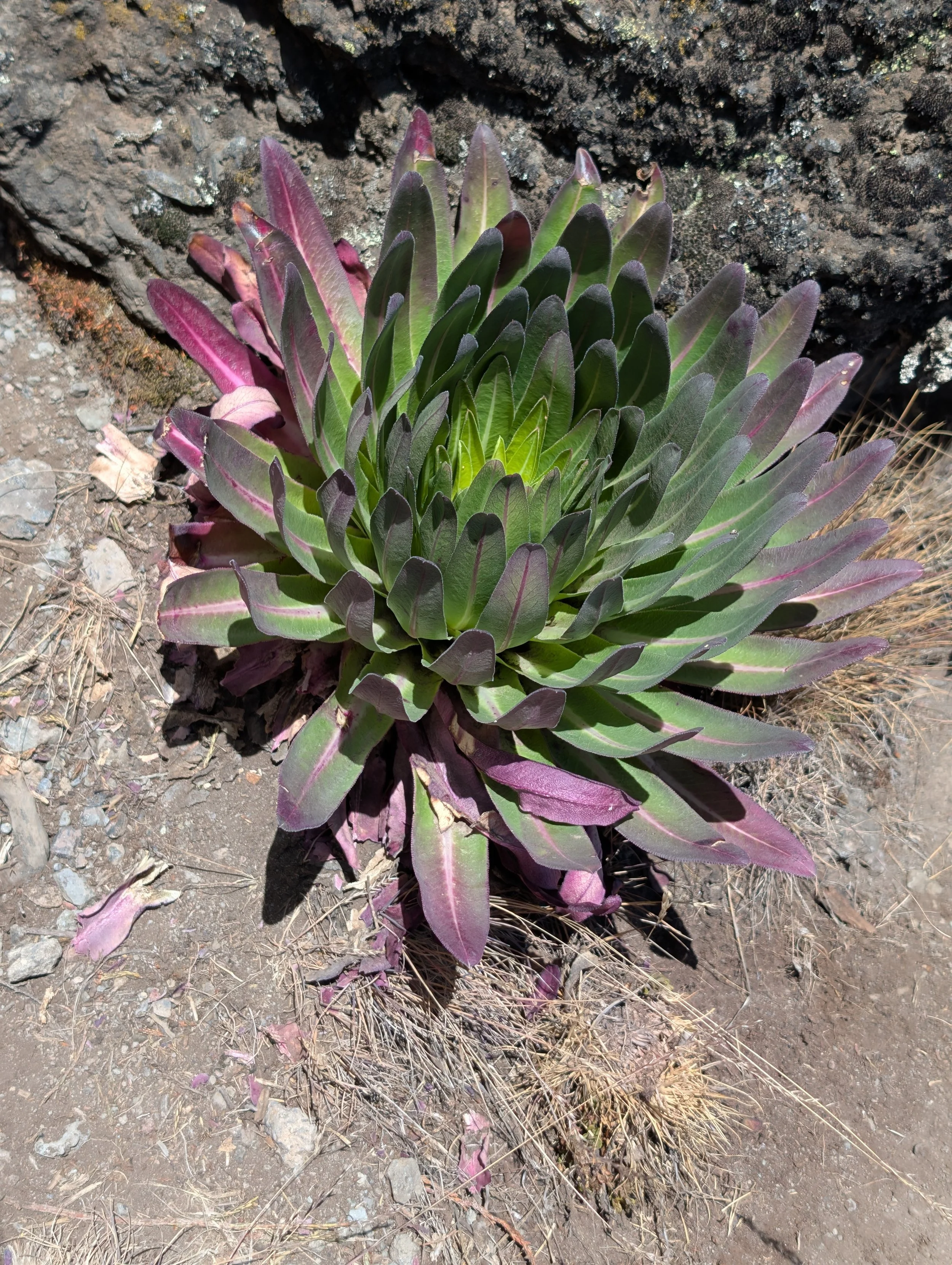 Lobelia