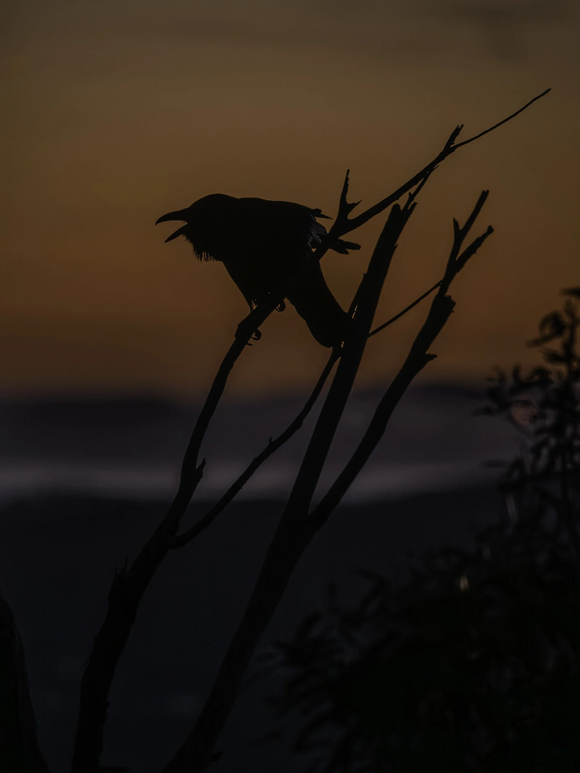 054918102023, Dorney House, Fort Nelson, Lutruwita / Tasmania