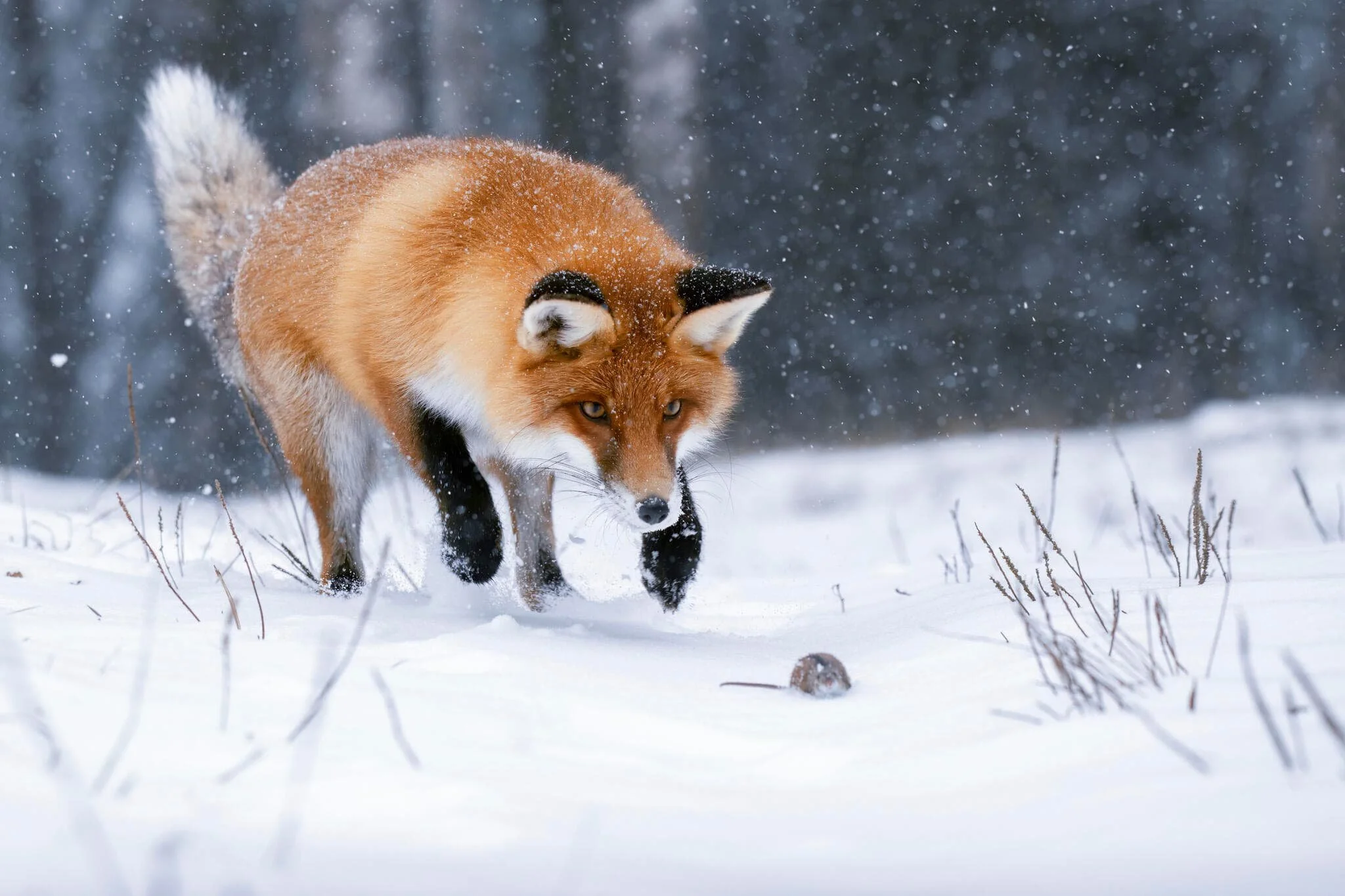2025 Wildlife Photographer of the Year