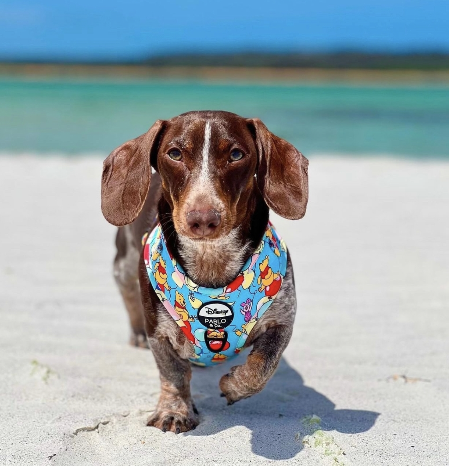 PABLO & CO WINNIE THE POOH DISNEY.png