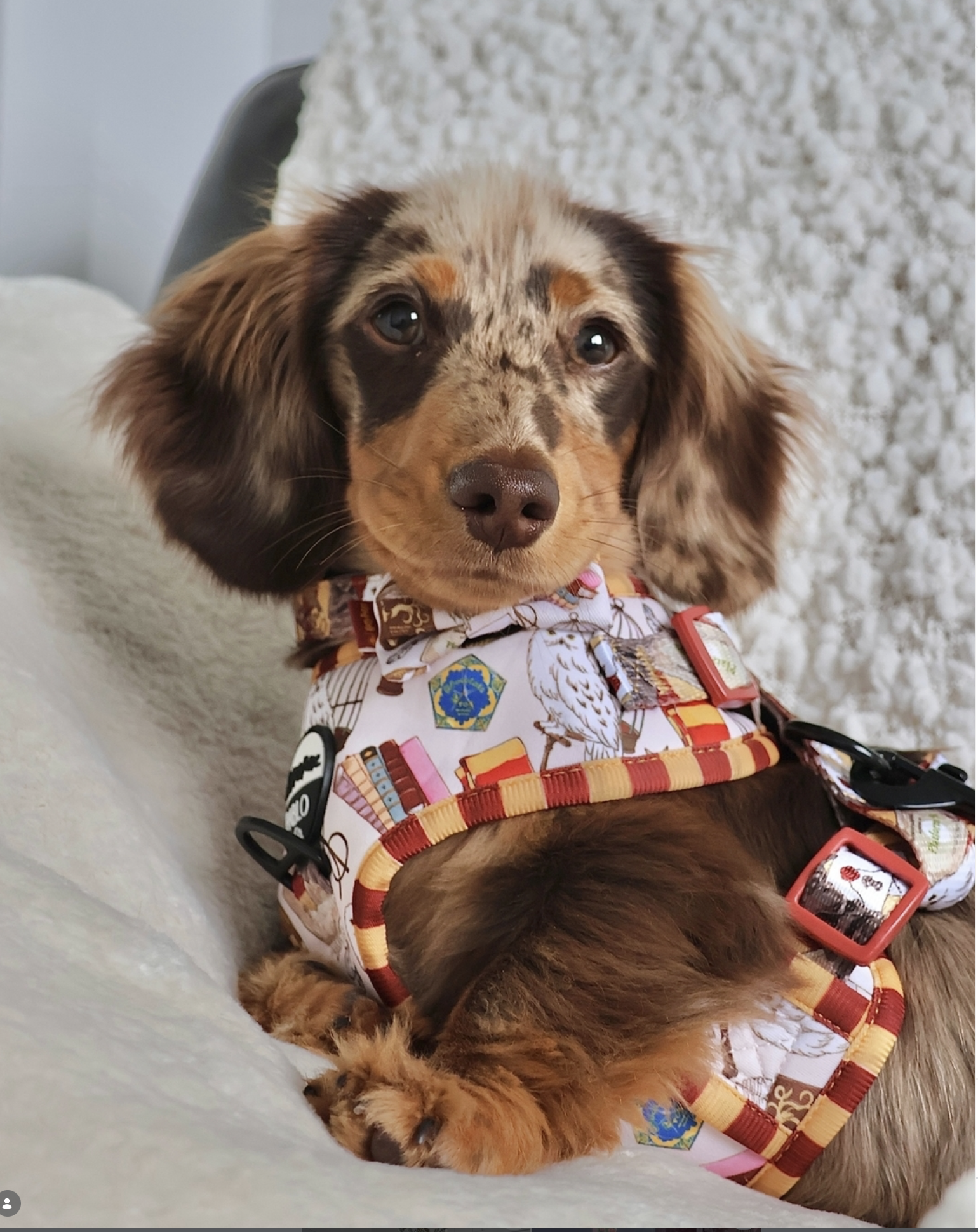 PABLO & CO HARRY POTTER.png