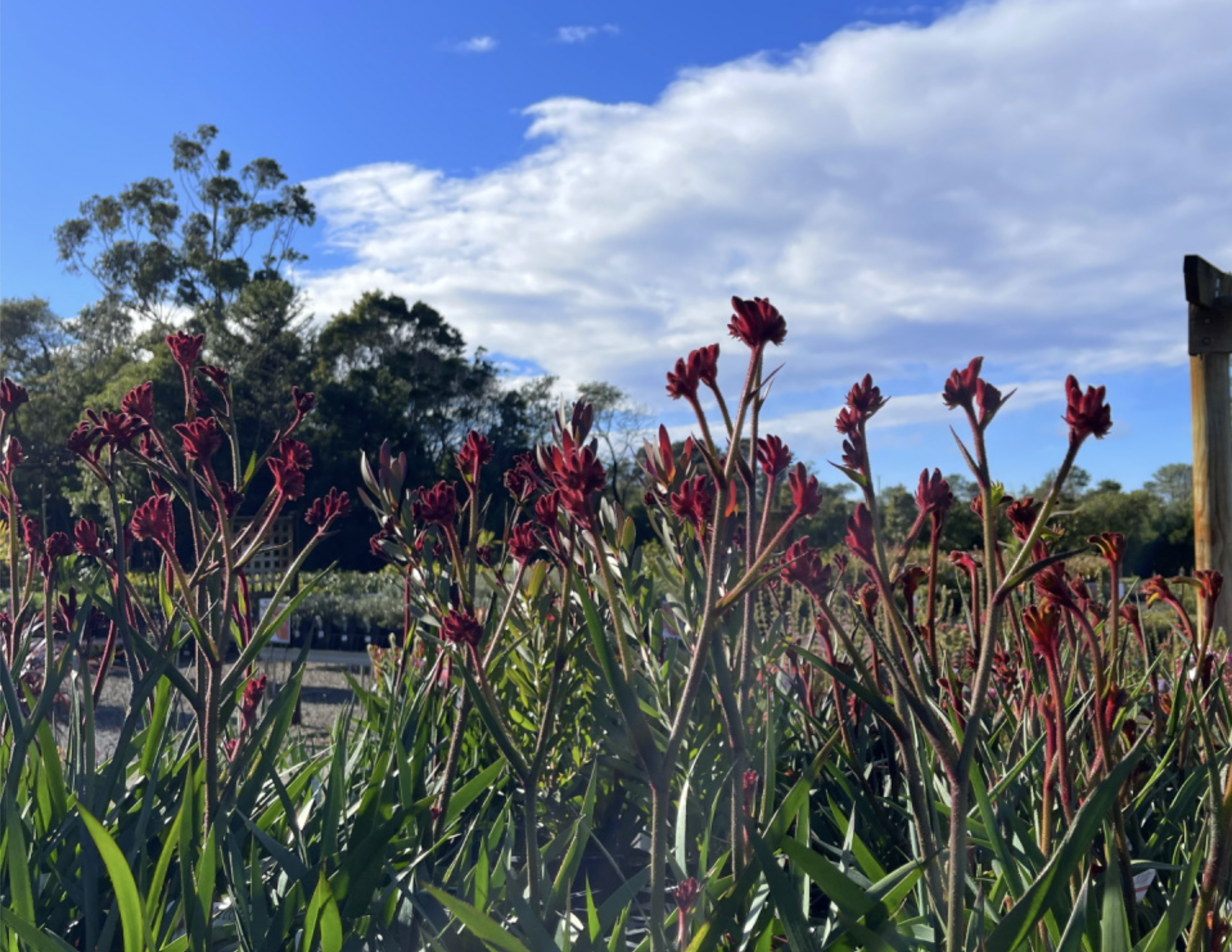 Red flowers in the foreground of a garden nursery