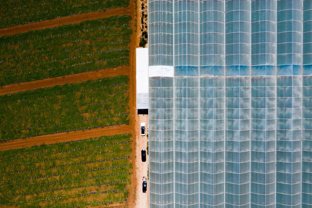 Constantinos Sofikitis, Part of the series “Visualizing Food” (2022). Messinia, Greece