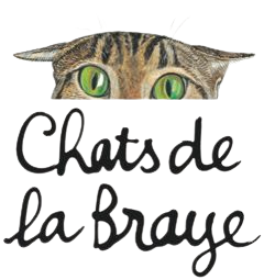 Un chat regarde par-dessus un texte coloré qui dit 'Chats de la broue'.