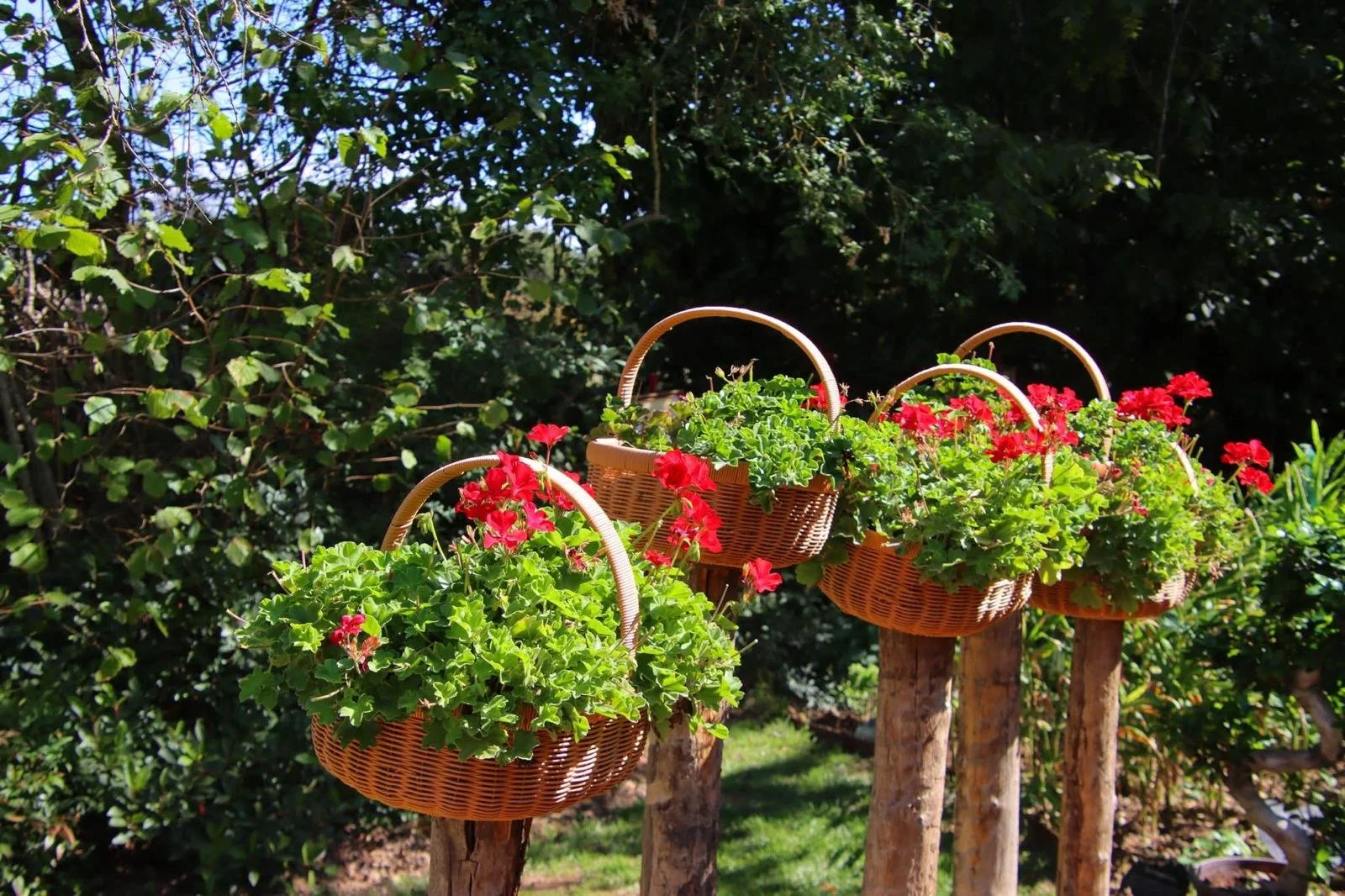 salon-de-fretay-2026-jardin-paniers-osier-geraniums.jpeg
