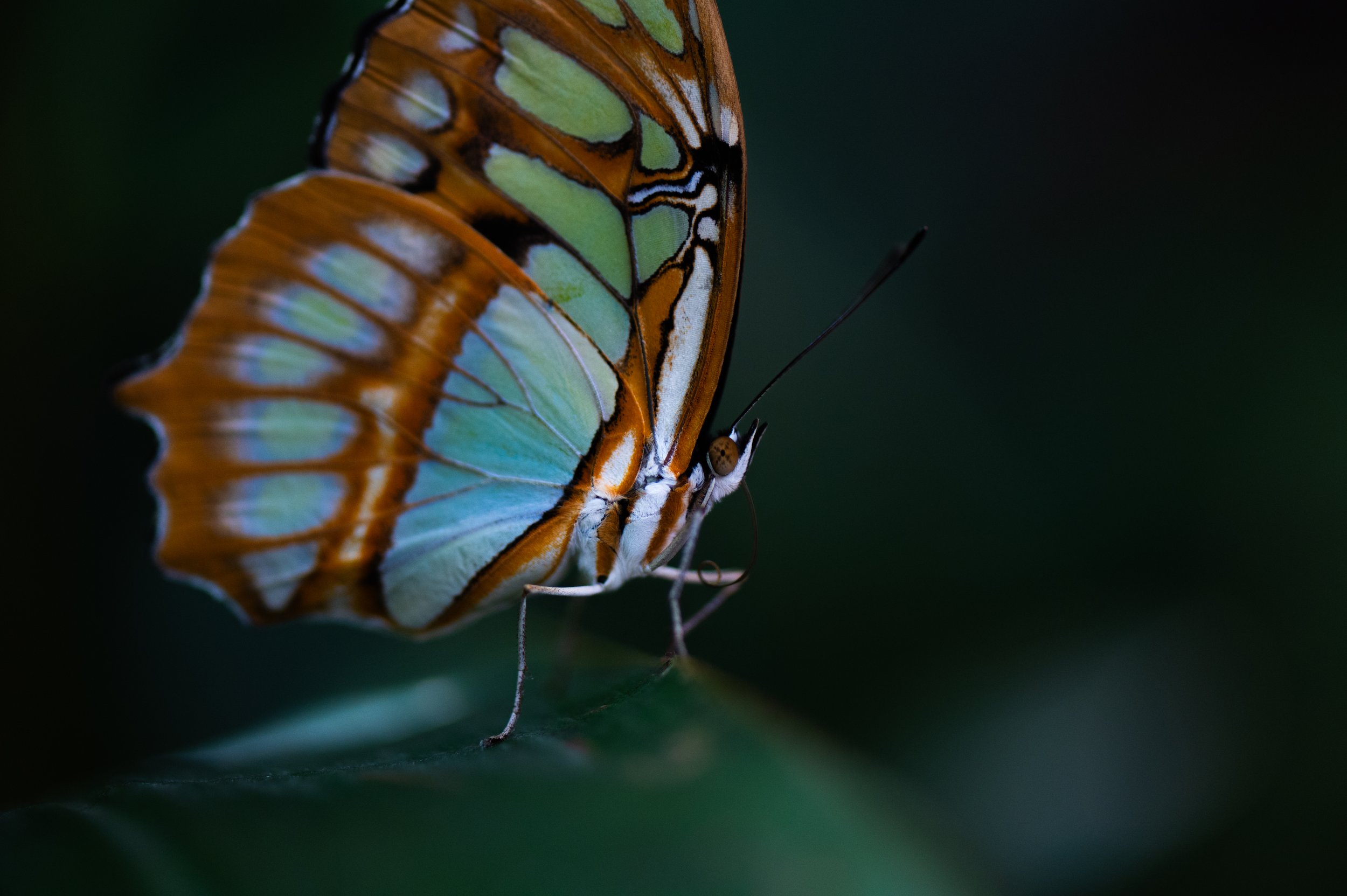 Z62_3526-2.jpg