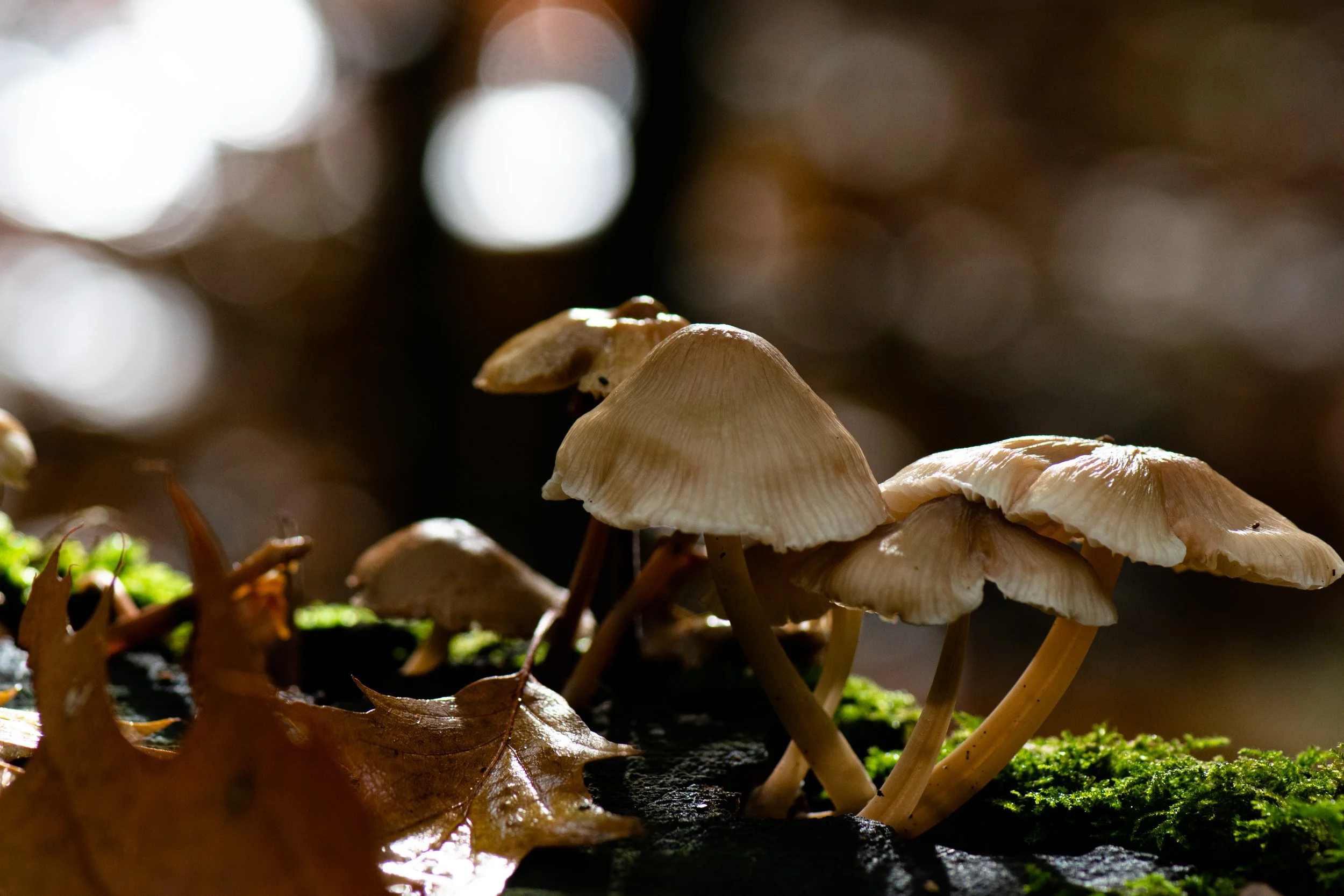 DSC_0465.jpg