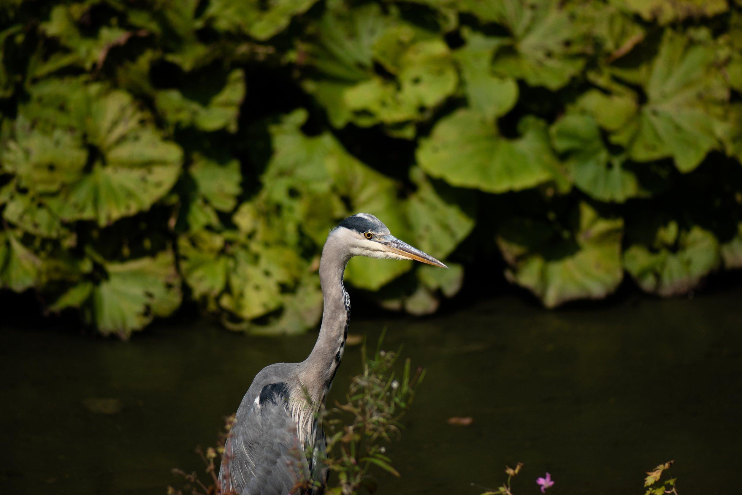 DSC_0030.jpg