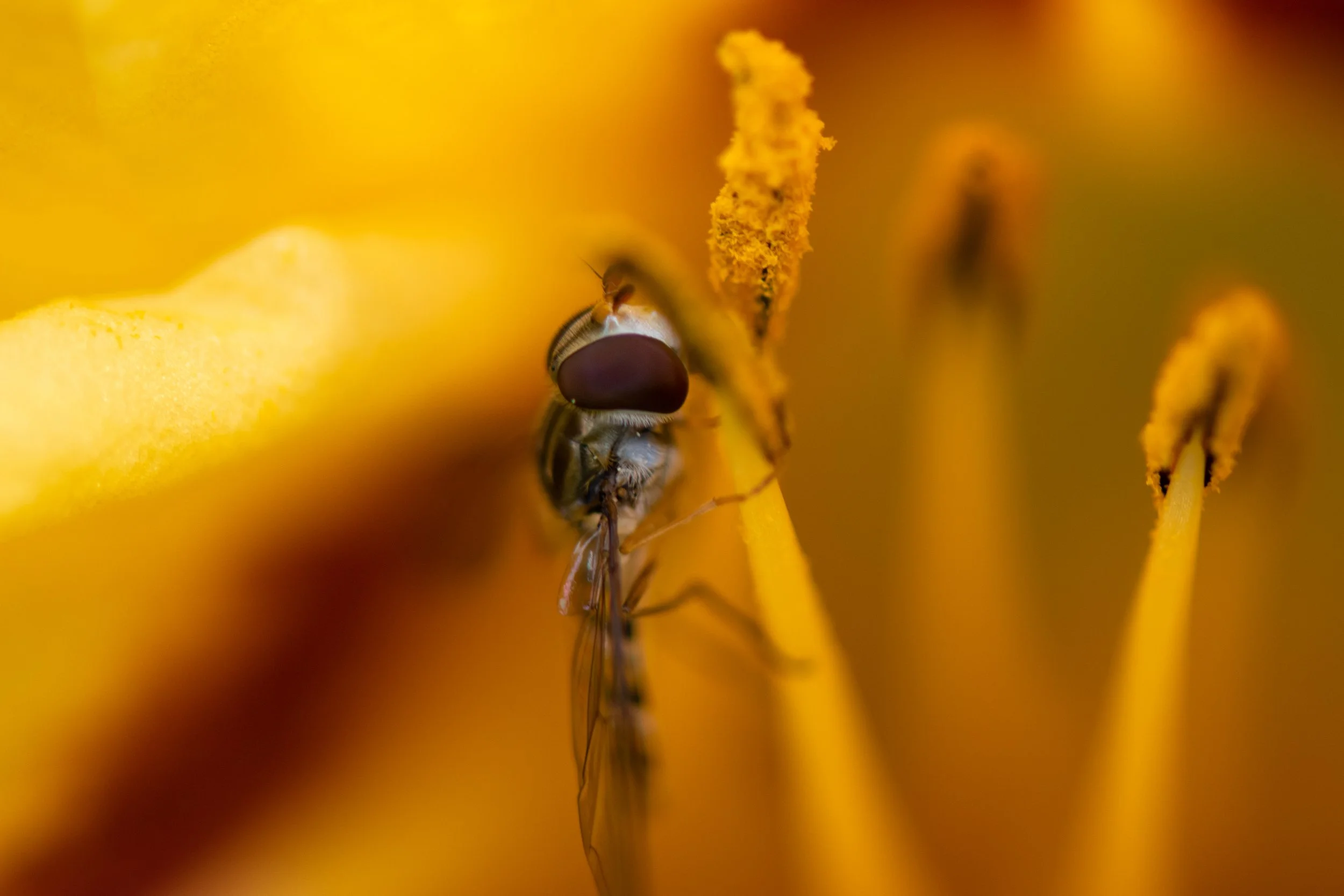 DSC_0041.jpg