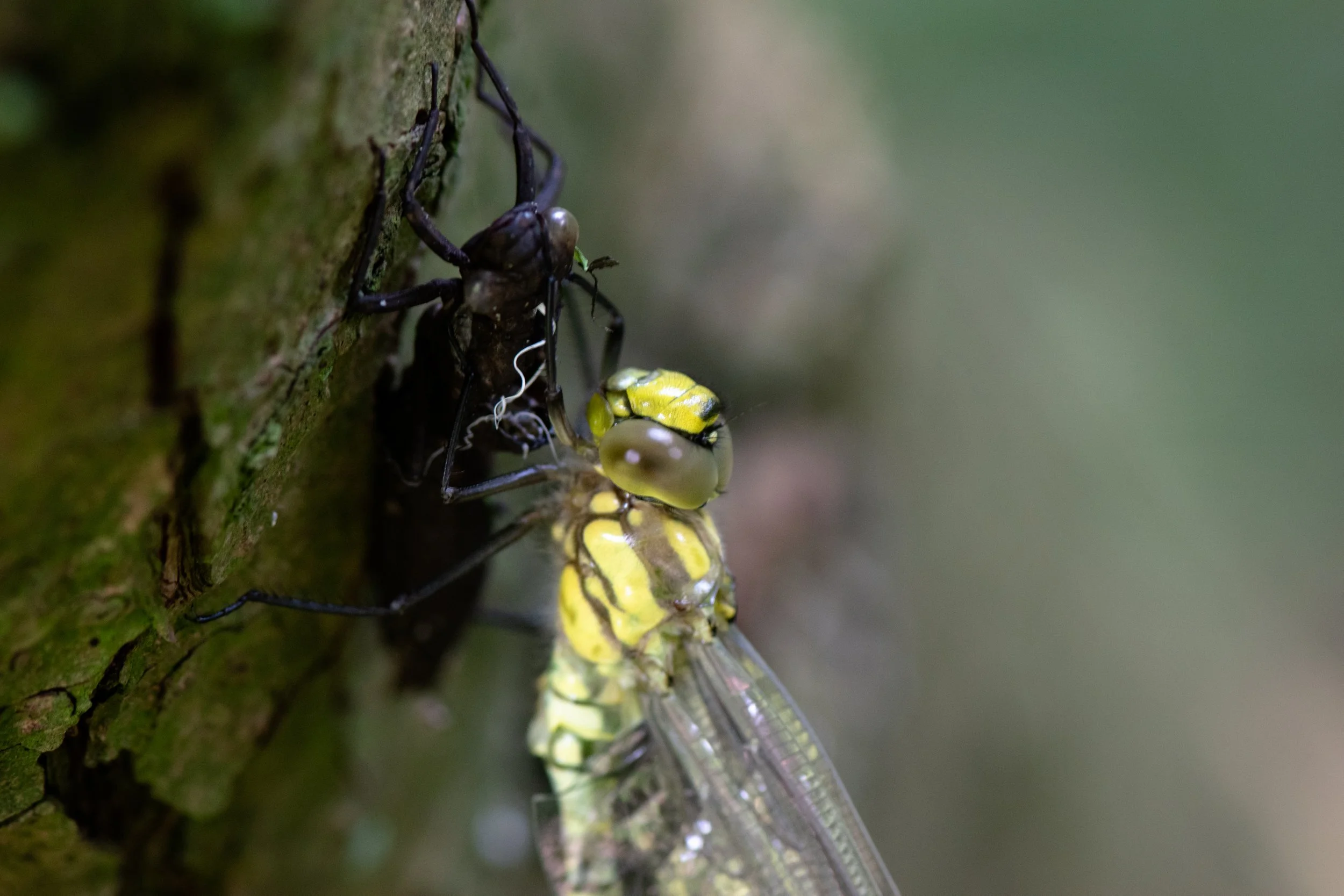 DSC_0201.jpg