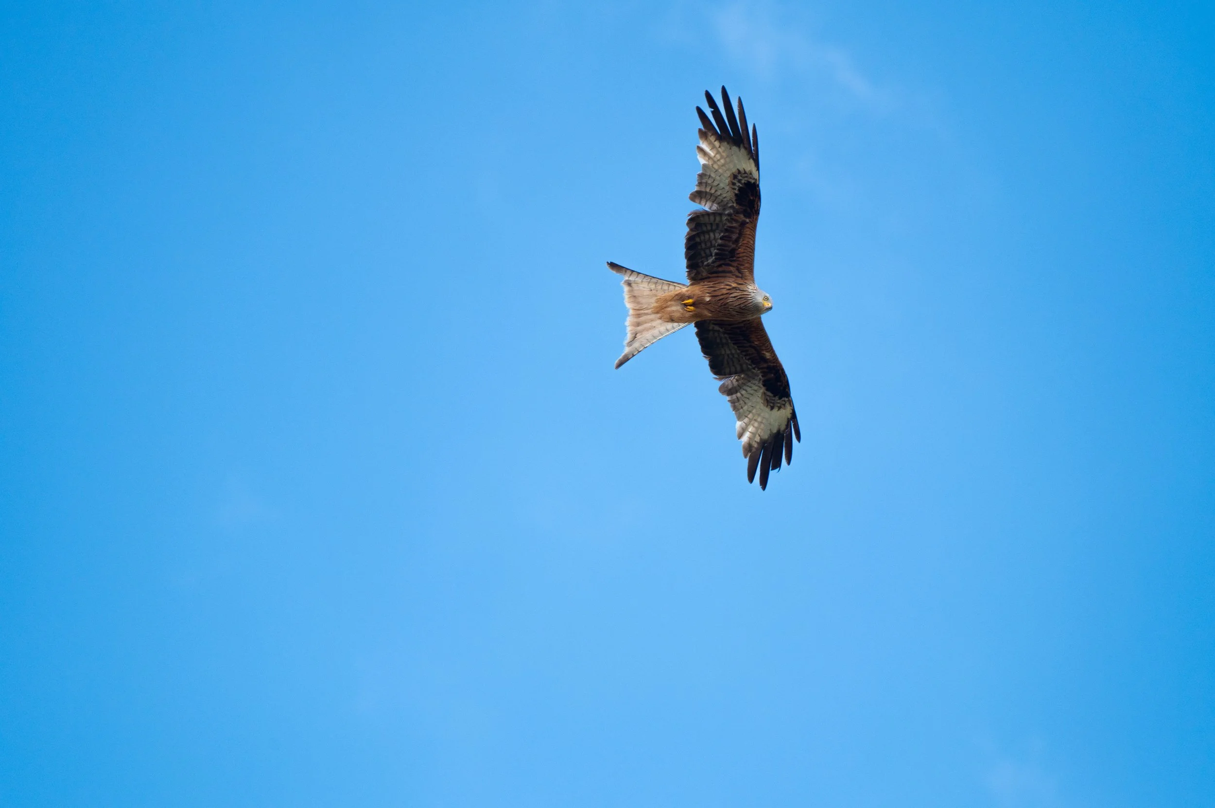 Z62_2691.jpg