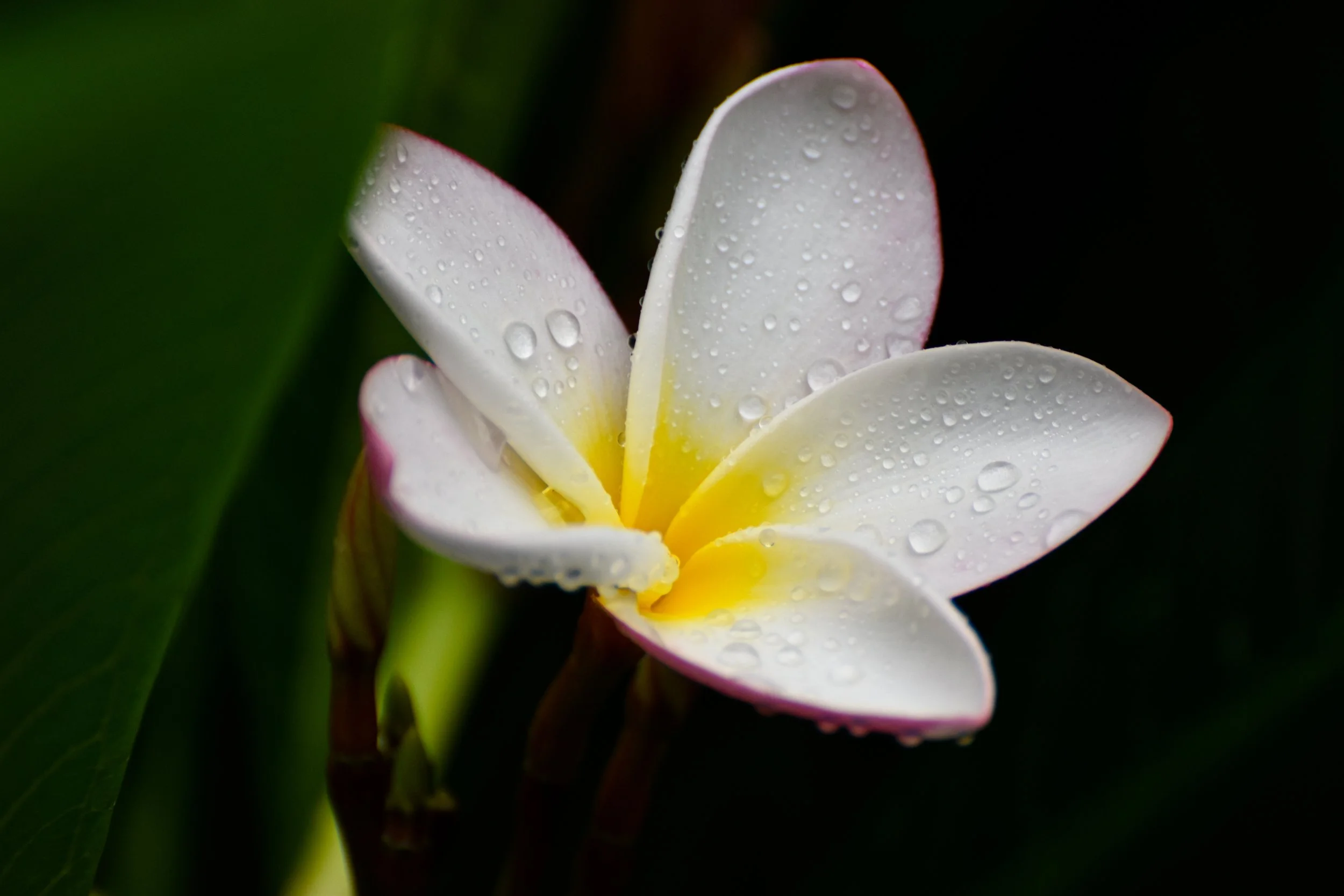 DSC_0019.jpg
