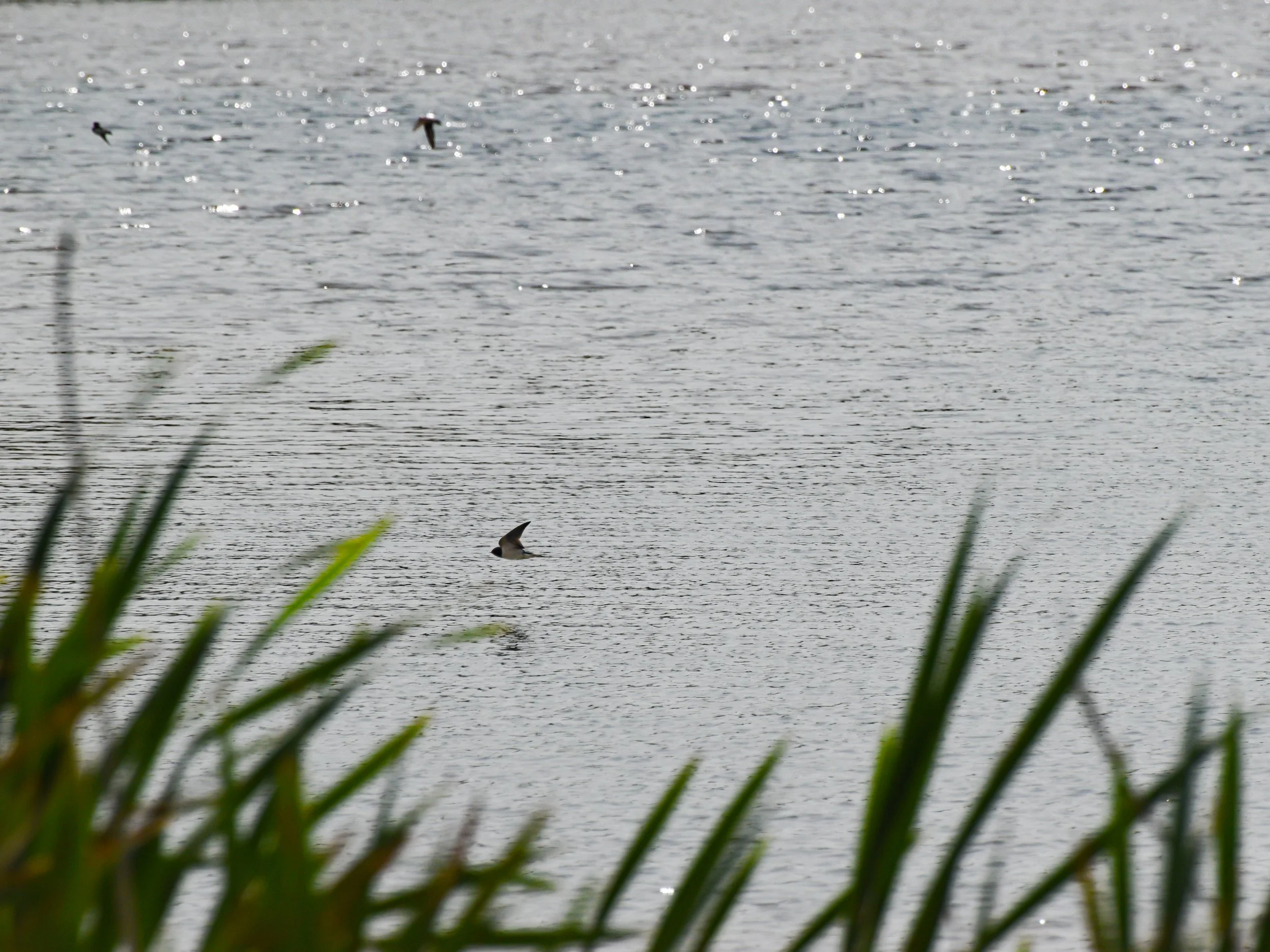 DSC_0623.jpg