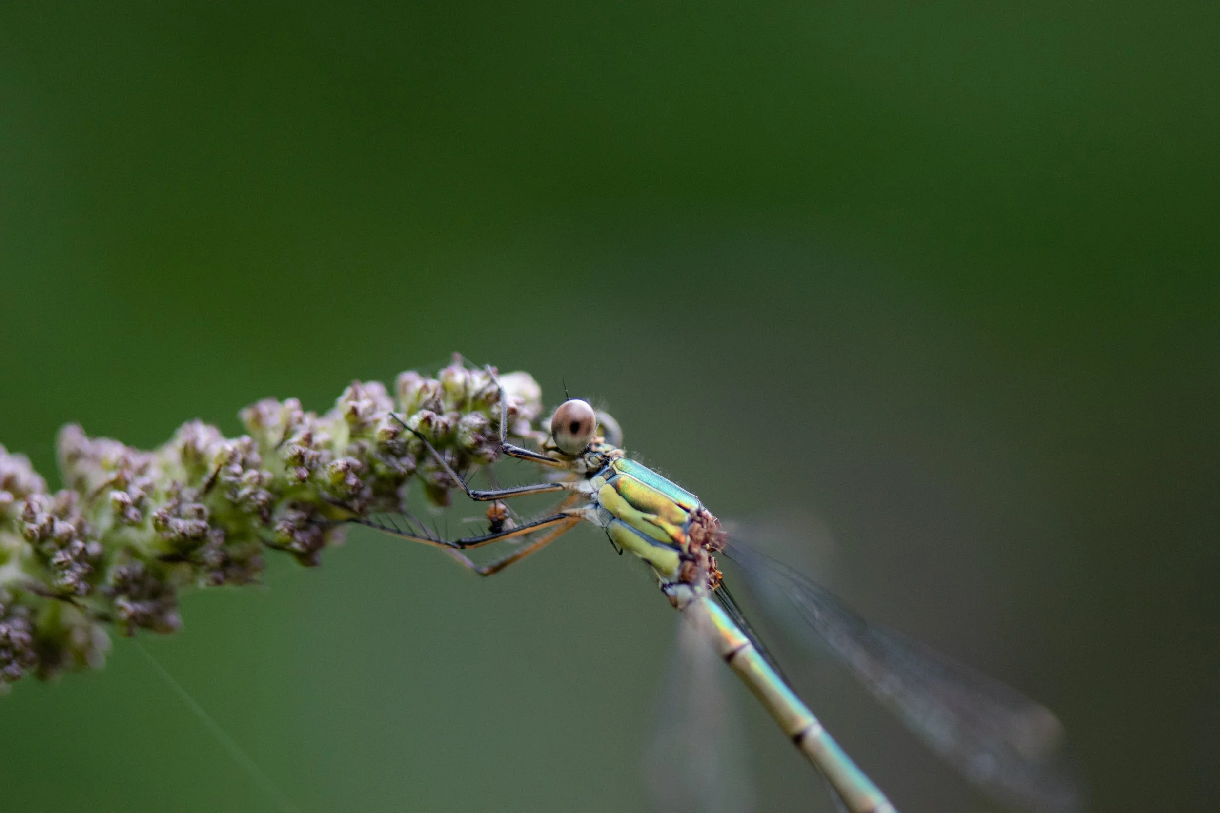 DSC_0140.jpg