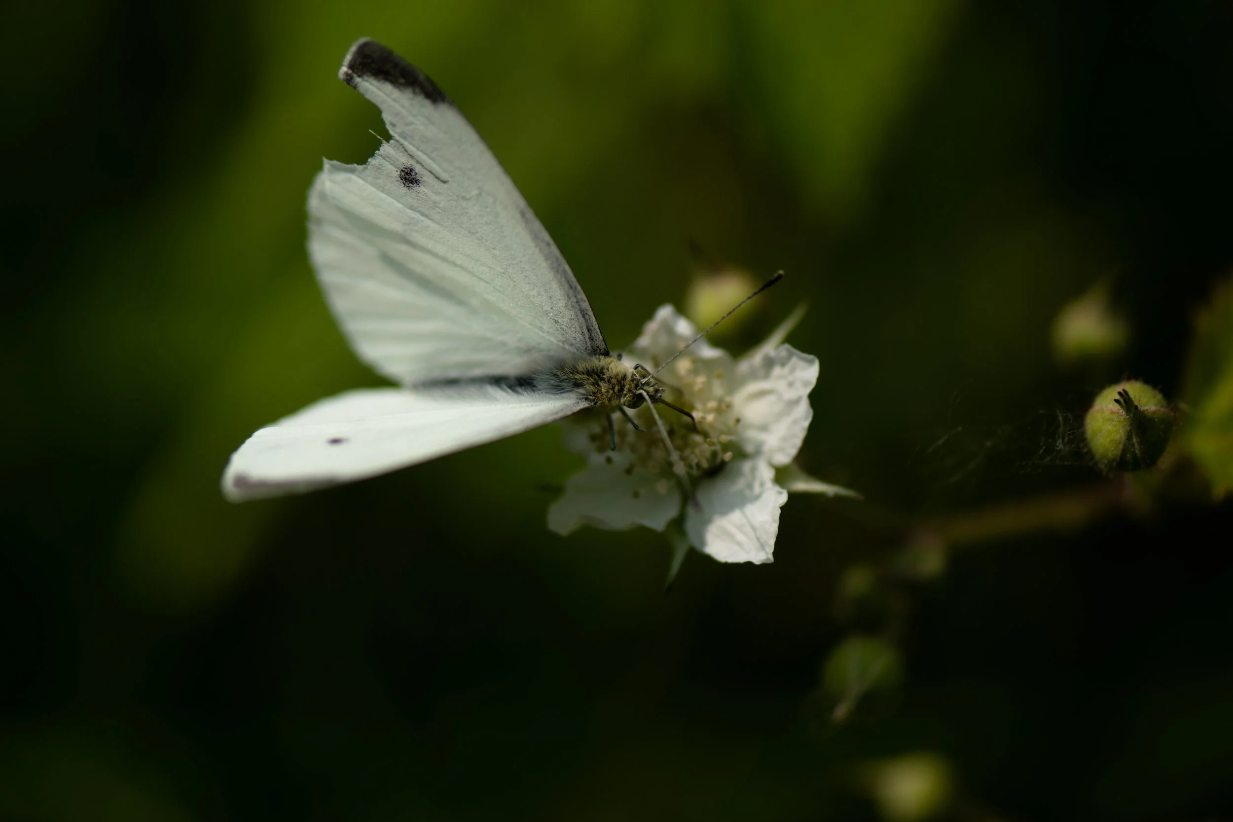 DSC_0274.jpg