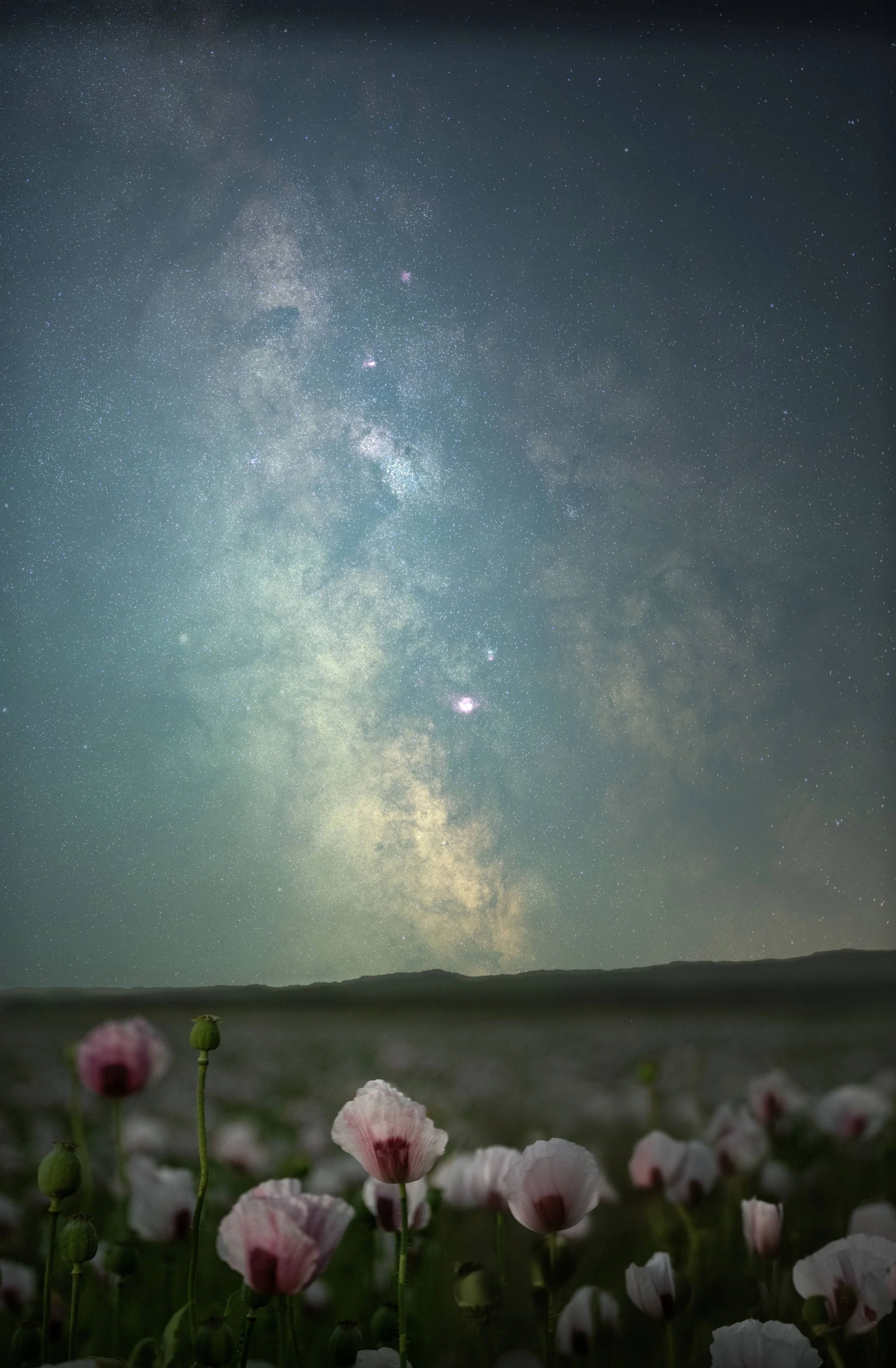 Poppy Milky Way-1.jpg