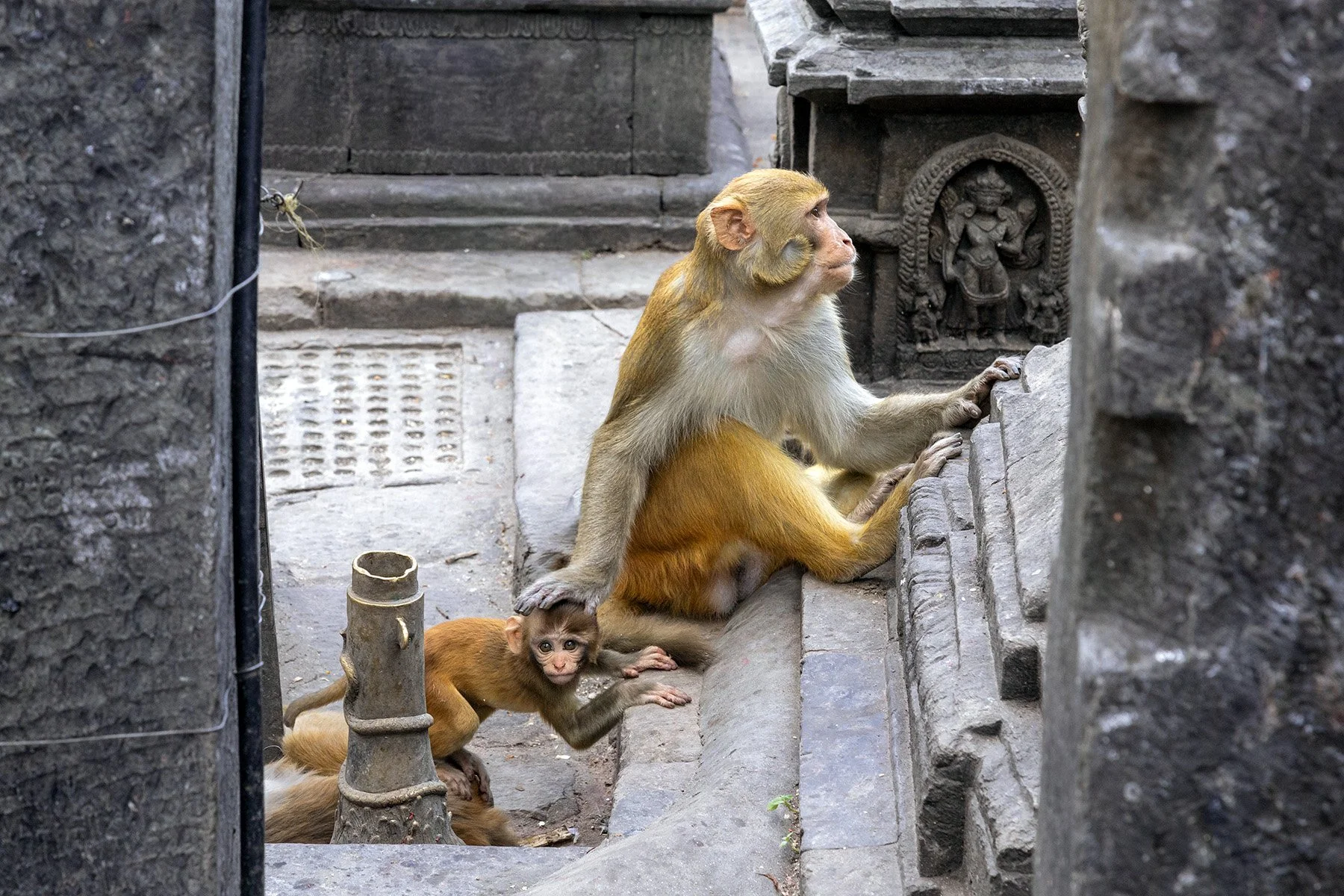 A mother monkey tenderly touches her baby at Swayambhunath Temple in Kathmandu.