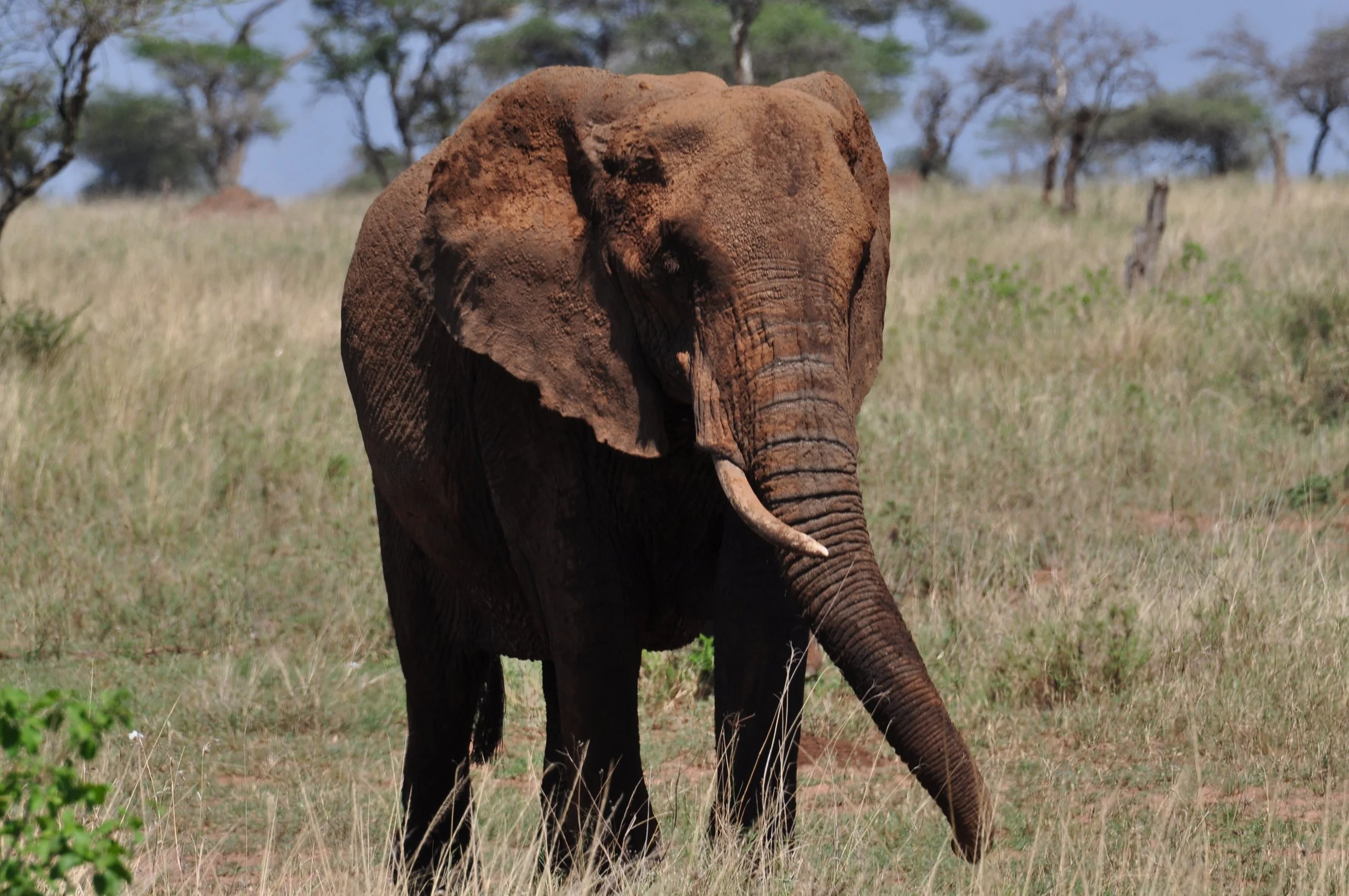 Elephant on the Serengeti Plain