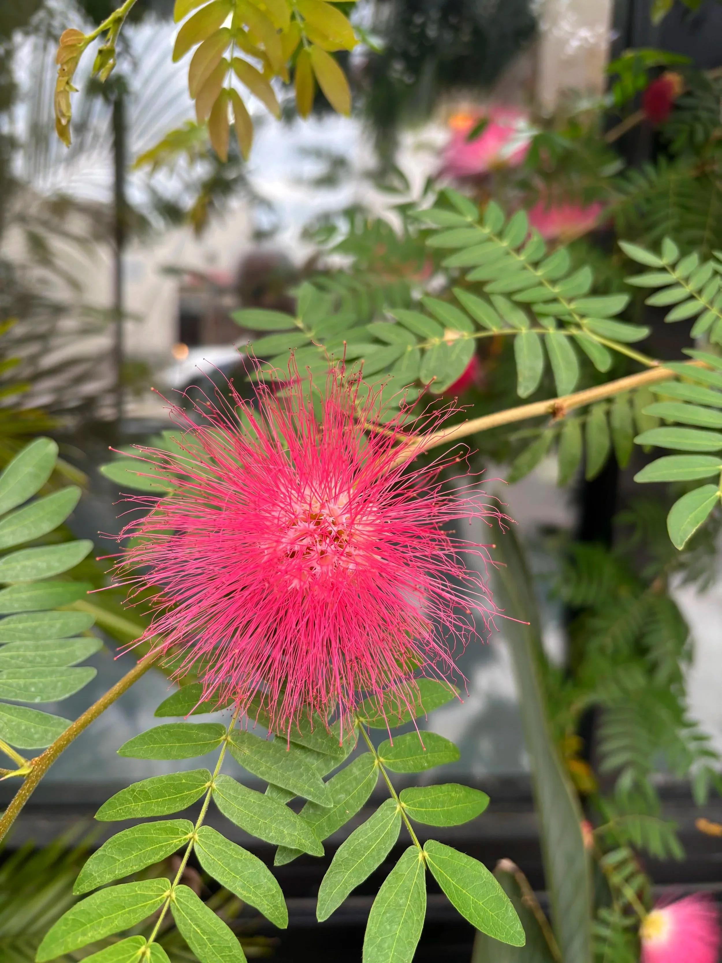 Flower.jpg