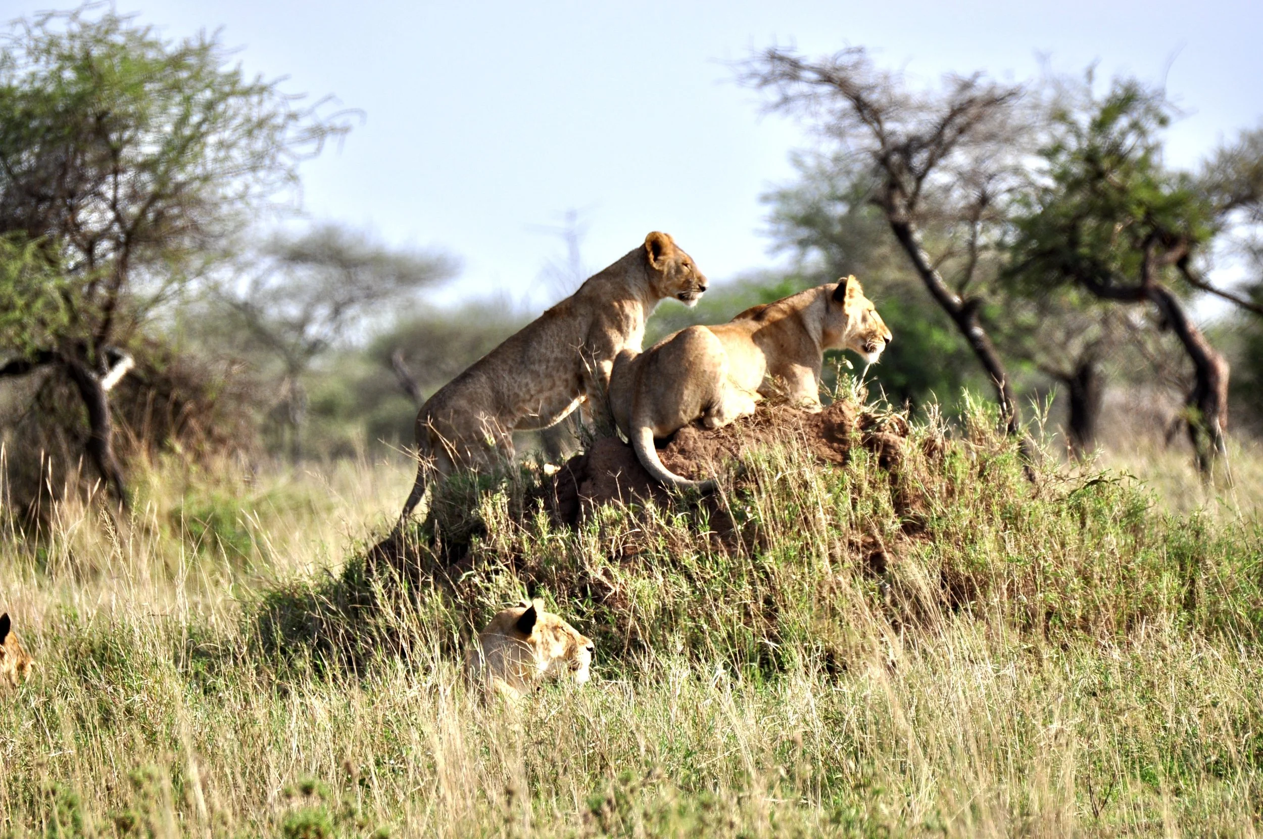 Lions - Serengeti Plain
