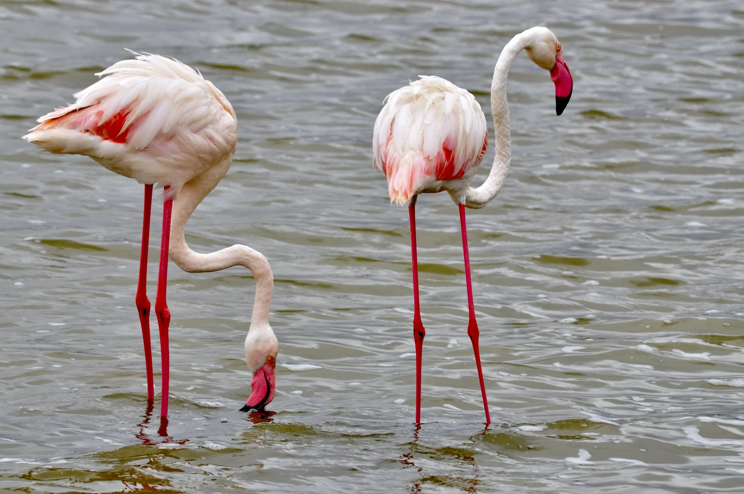Flamingos in the Ngorongoro Crater