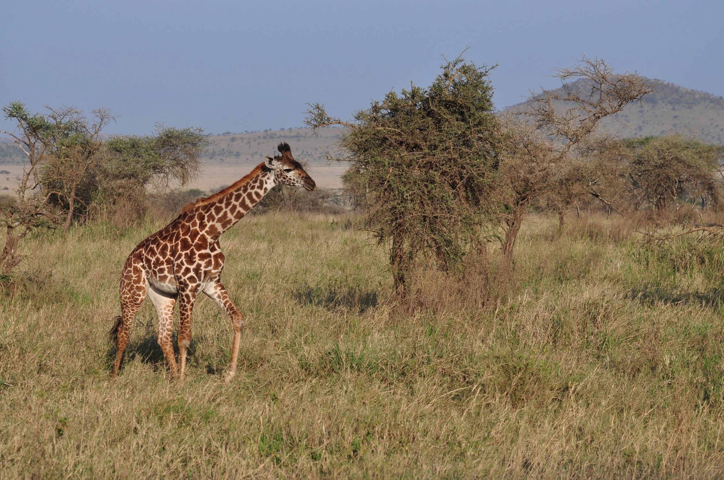 Giraffe - Serengeti