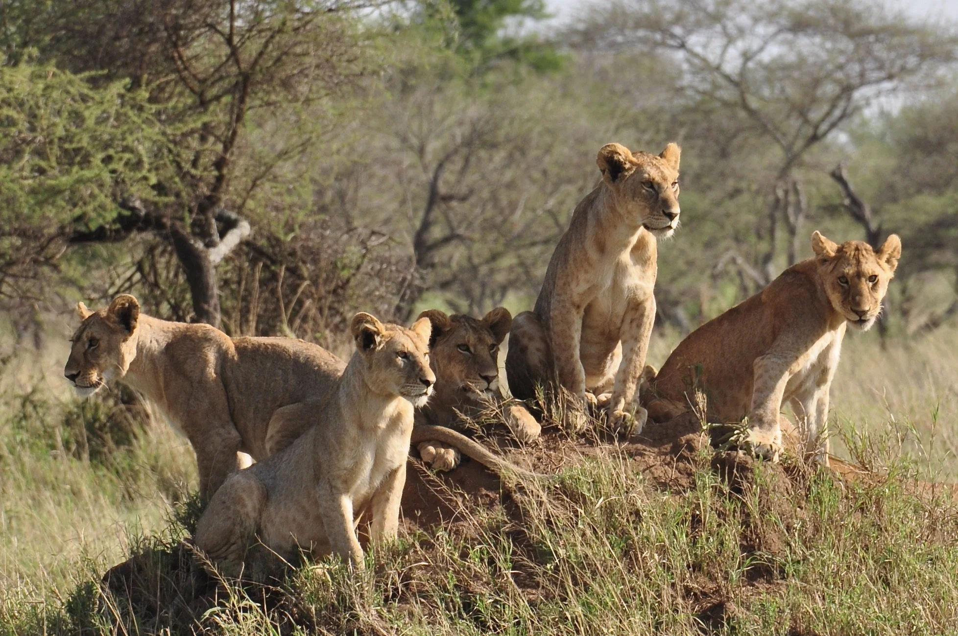 Four Lions - members of a 25-member pride in the Serengeti