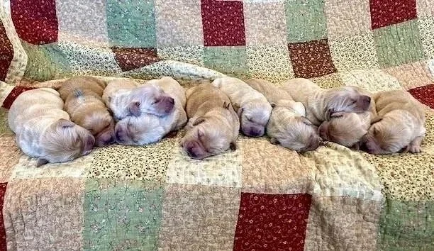 Ten newborn puppies sleeping on a quilted blanket.